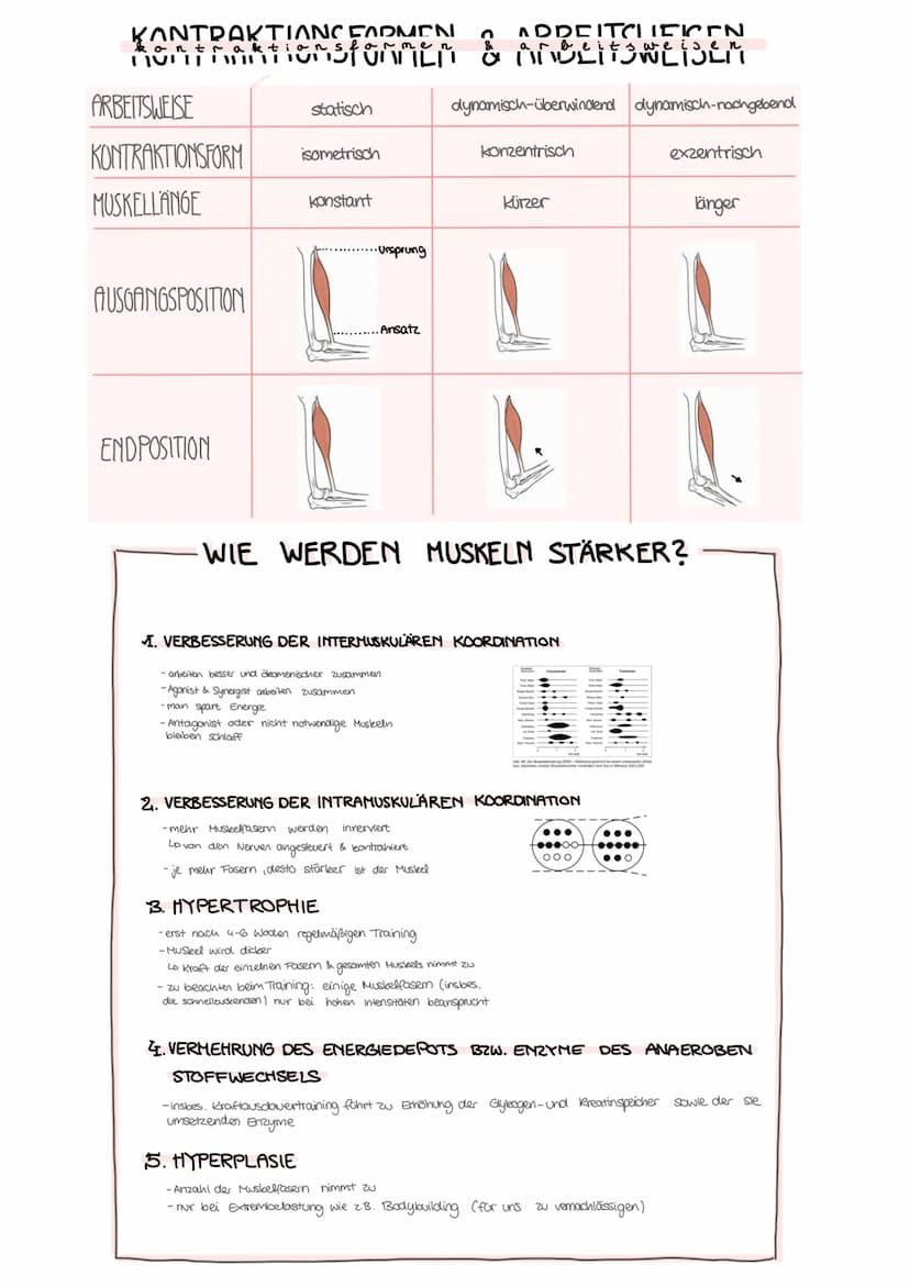 Kraftleistungen
Motorische
Fähigkeiten
Physiologische
Grundlagen
STRUKTUR MODE
Maximalkraft
Maximalkraftfähigkeit
Muskelquerschnitt
(Muskelz