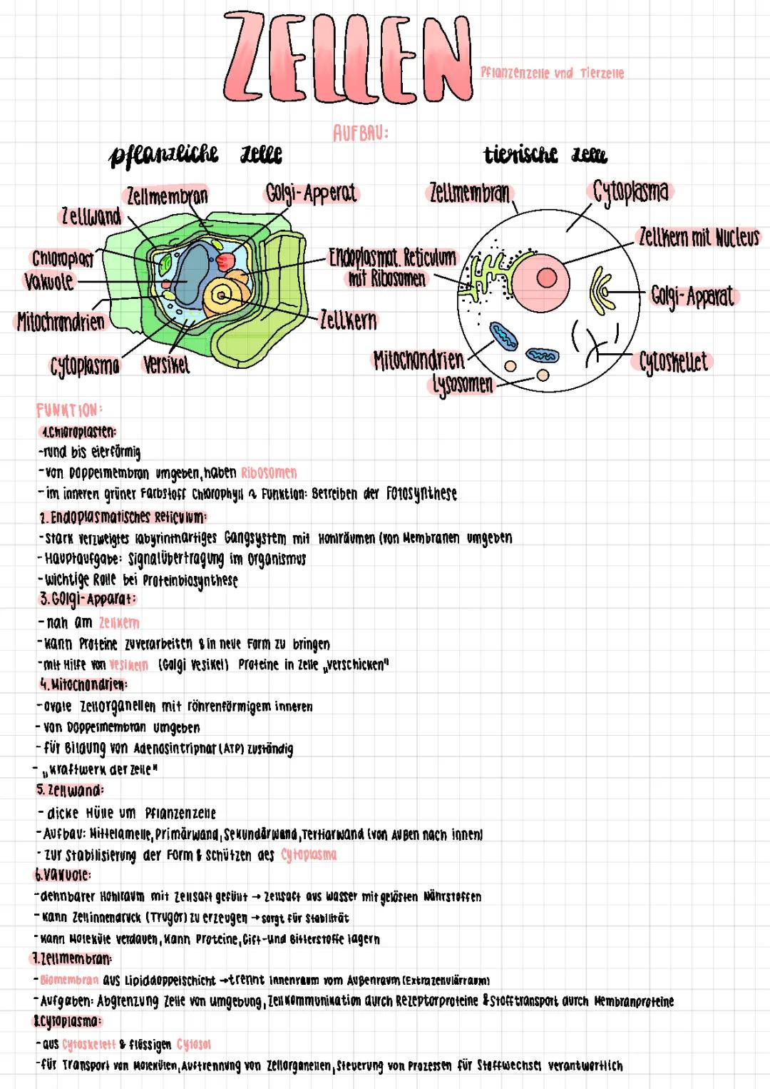 Zellen von Pflanzen und Tieren - Aufbau, Funktion und Vergleich