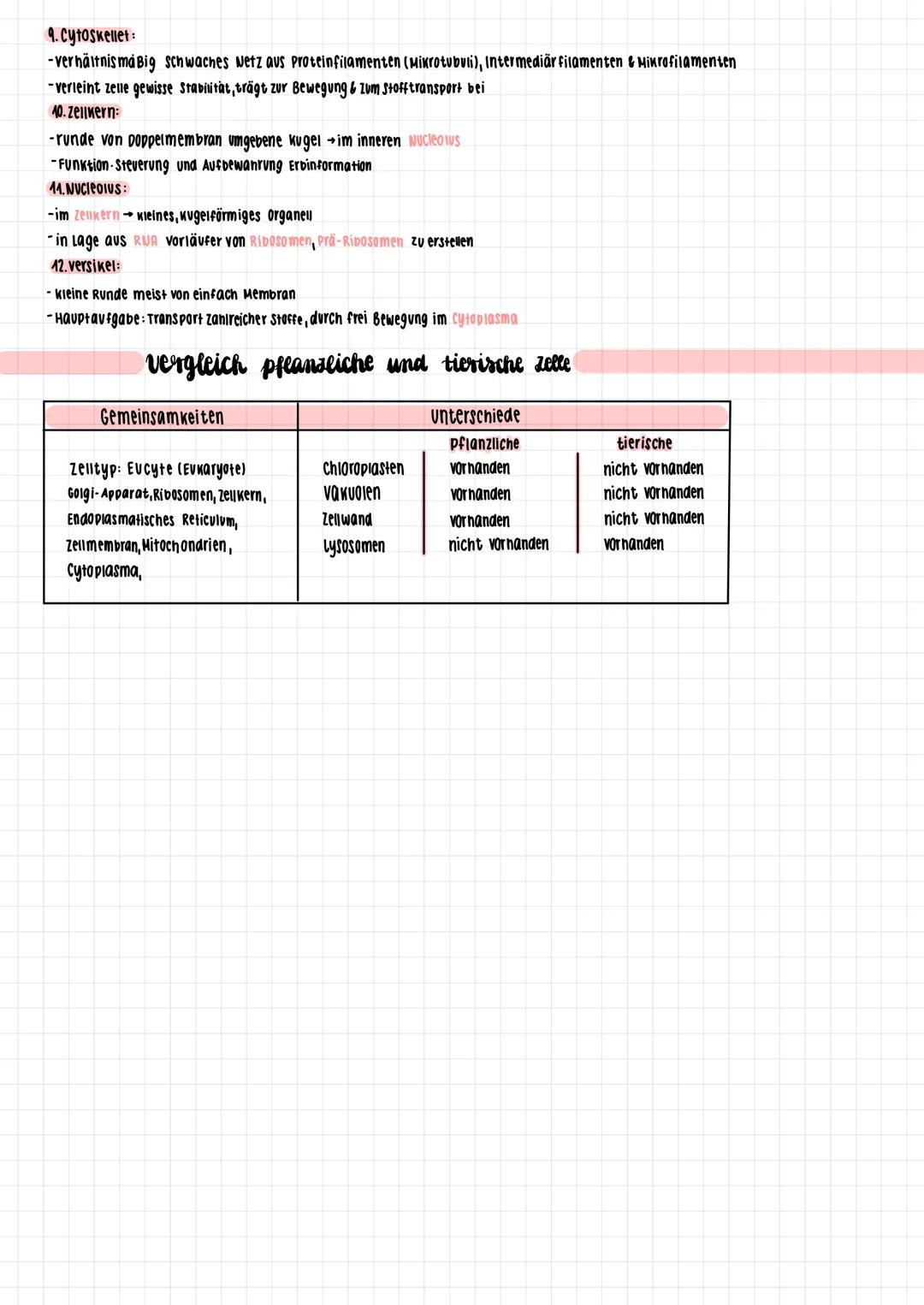 Zellwand
Chloroplast
Vakuole
Mitochrondrien
pflanzliche zelle
Zellmembran
Cytoplasma Versikel
ZELLEN
AUFBAU:
FUNKTION
1.Chloroplasten:
-rund