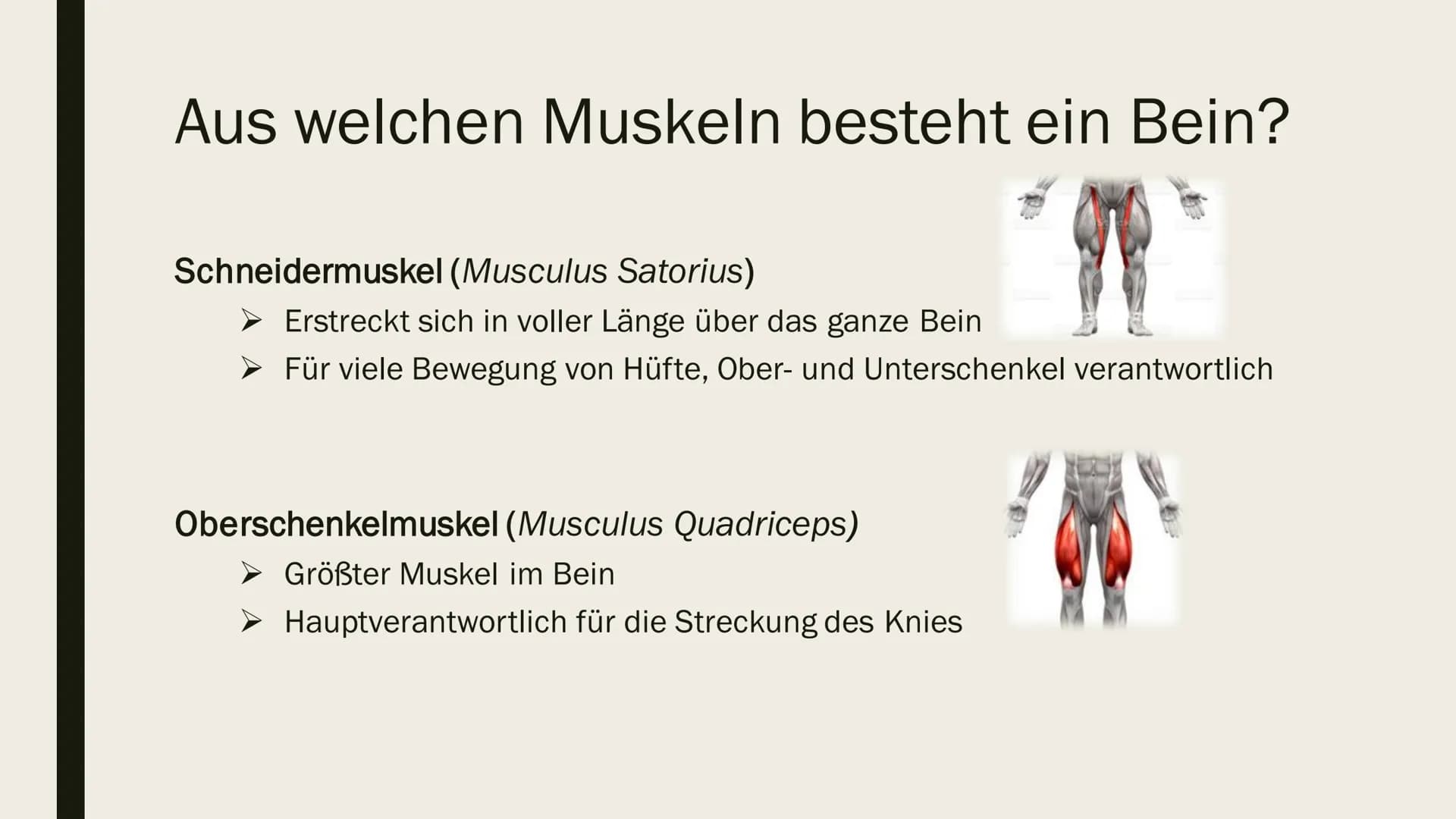 BEINMUSKULATUR
PowerPoint Inhalt
■ Was ist eine Beinmuskulatur
Welche Funktion hat sie
■ Beinmuskulatur im Alltag
Wie wichtig ist die Beinmu