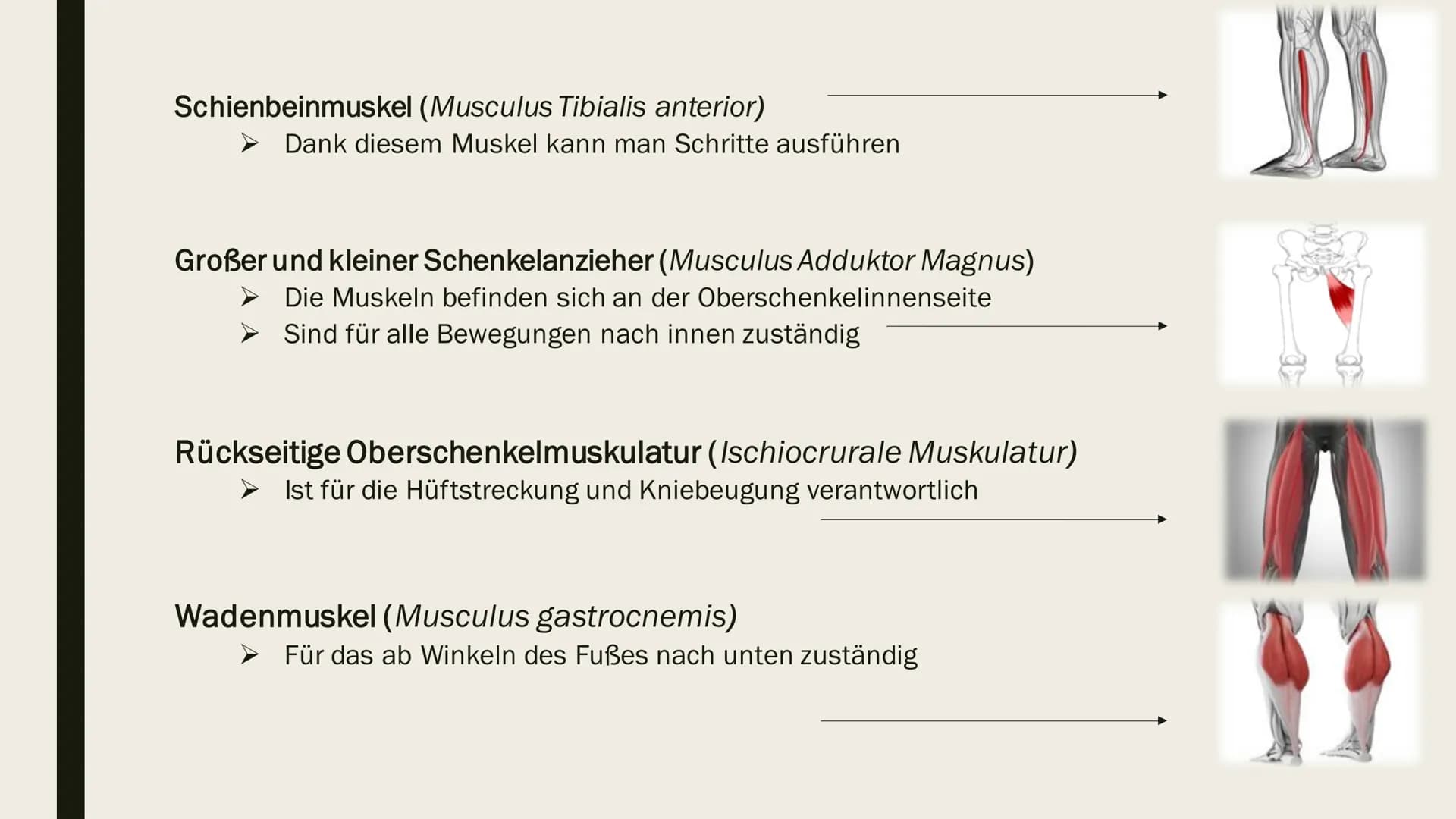 BEINMUSKULATUR
PowerPoint Inhalt
■ Was ist eine Beinmuskulatur
Welche Funktion hat sie
■ Beinmuskulatur im Alltag
Wie wichtig ist die Beinmu