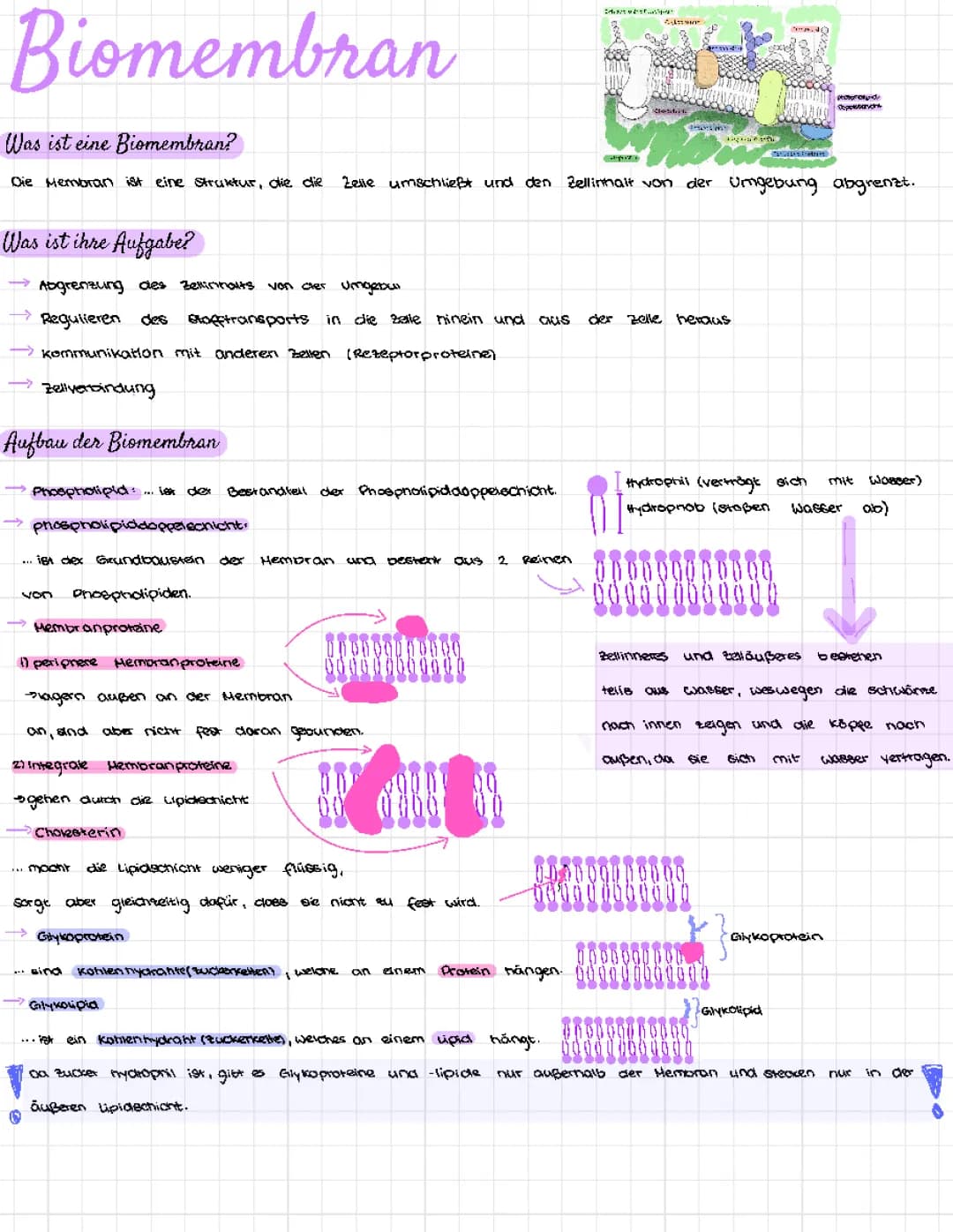 Biomembran 