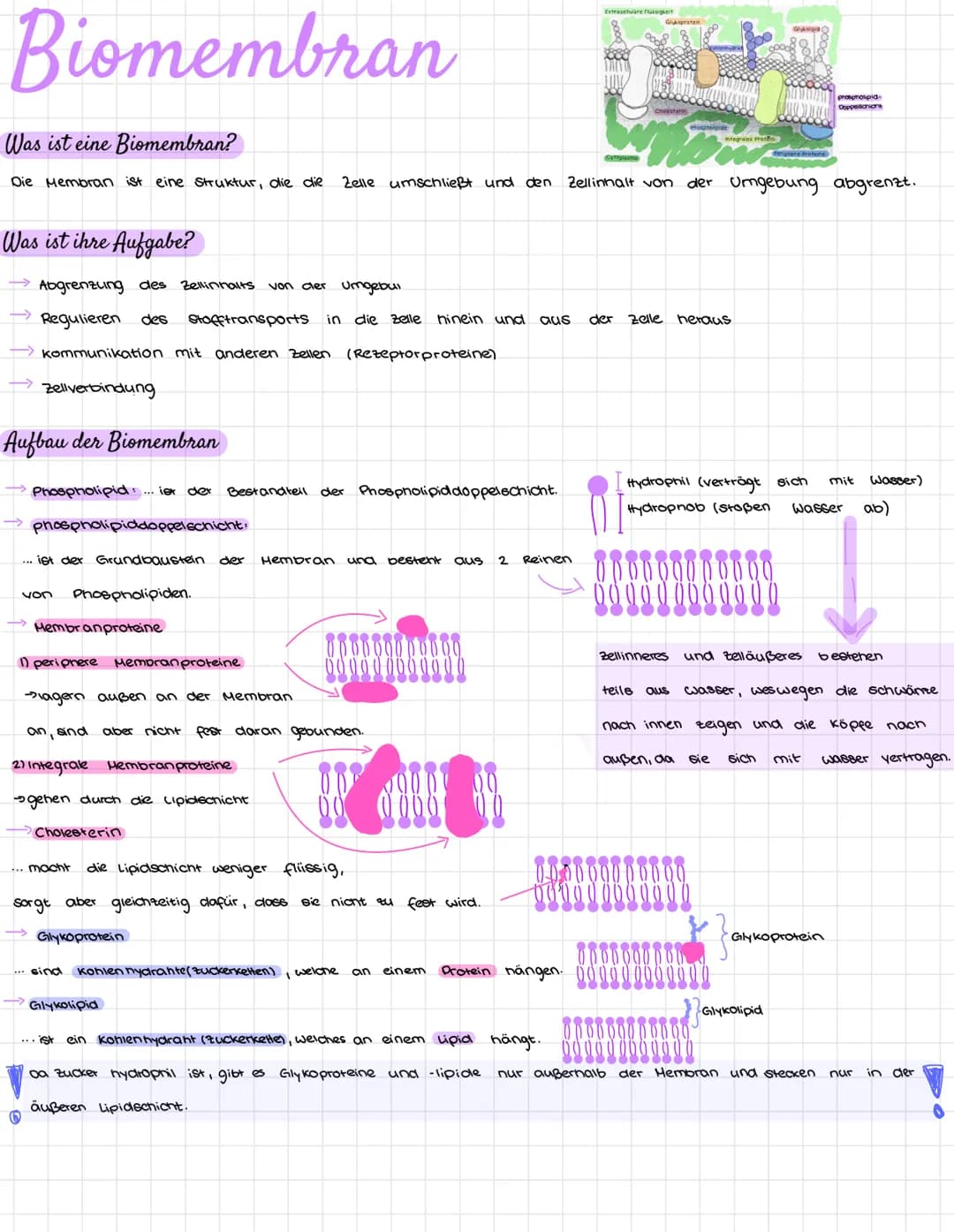 Biomembran
Was ist eine Biomembran?
Die Membran ist eine Struktur, die die Zelle umschließt und den
Was ist ihre Aufgabe?
Abgrenzung des Zel