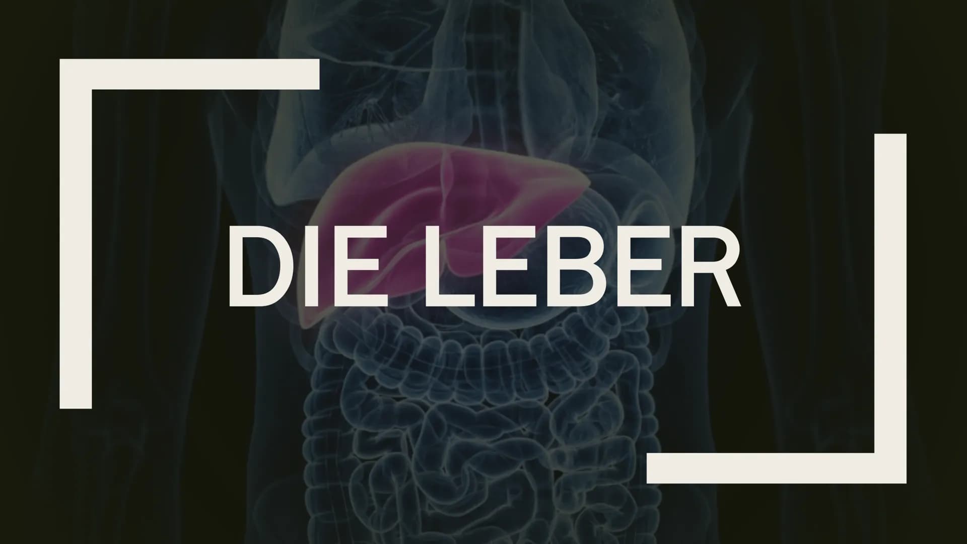 DIE LEBER Gliederung
1.
Übersicht
2. Anatomie
2.1 Aufbau
2.2 Lage
3. Leber und Blutkreislauf
4.
Hauptfunktionen
4.1 Synthese
4.2 Stoffwechse