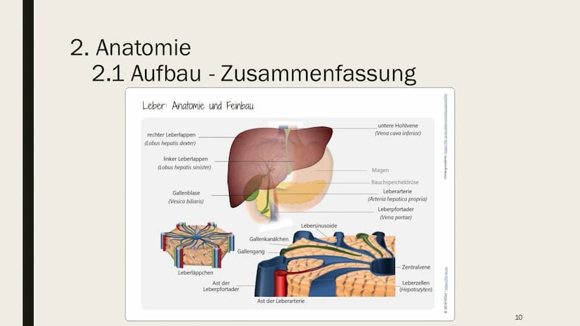 DIE LEBER Gliederung
1.
Übersicht
2. Anatomie
2.1 Aufbau
2.2 Lage
3. Leber und Blutkreislauf
4.
Hauptfunktionen
4.1 Synthese
4.2 Stoffwechse