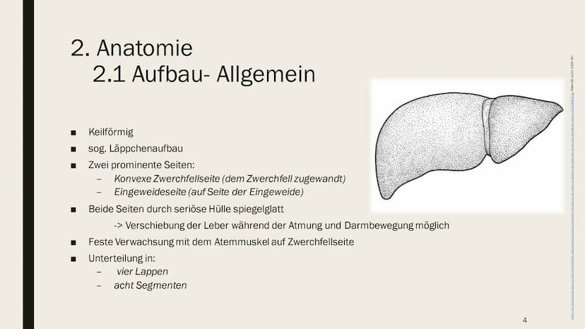 DIE LEBER Gliederung
1.
Übersicht
2. Anatomie
2.1 Aufbau
2.2 Lage
3. Leber und Blutkreislauf
4.
Hauptfunktionen
4.1 Synthese
4.2 Stoffwechse