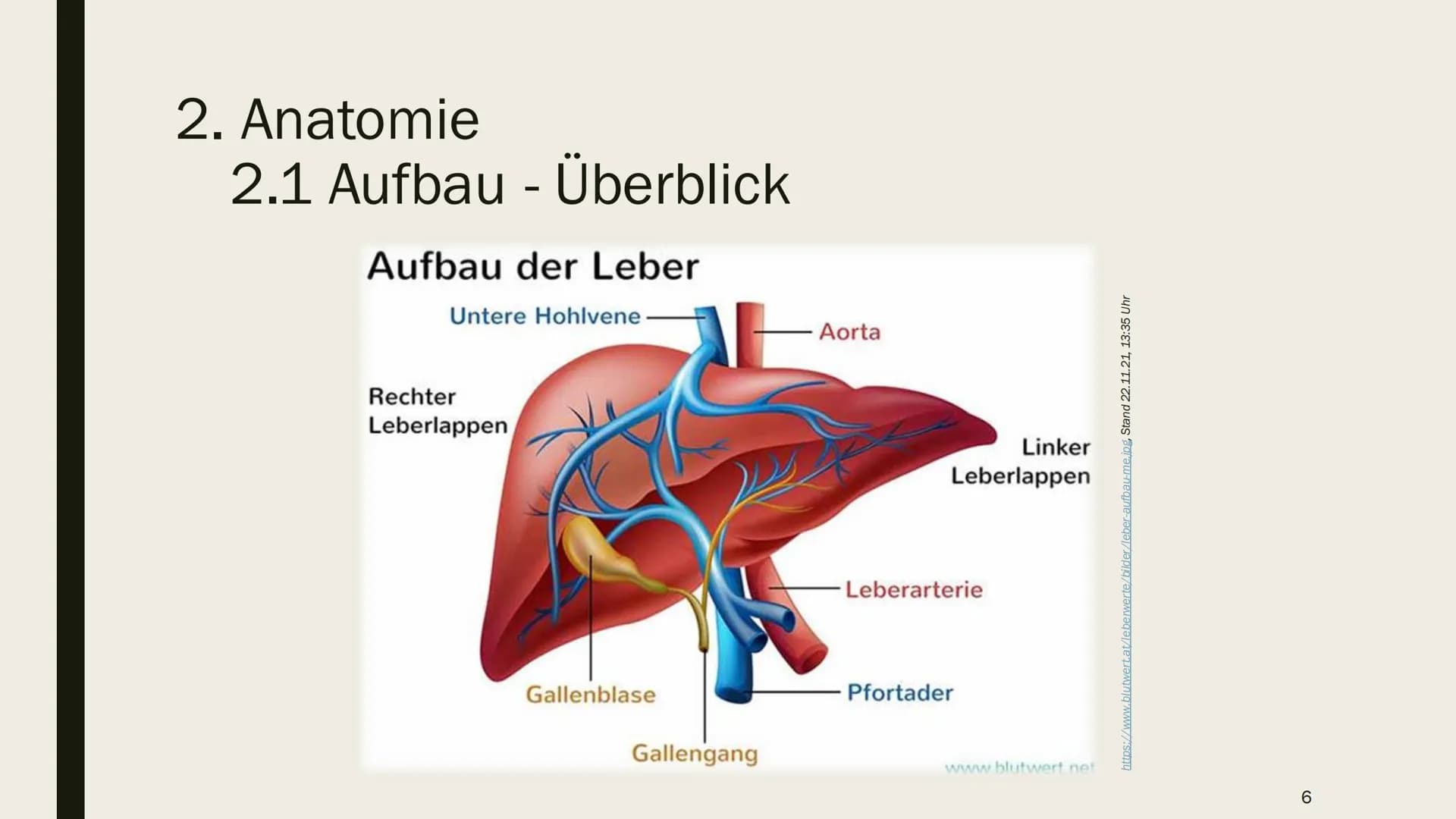 DIE LEBER Gliederung
1.
Übersicht
2. Anatomie
2.1 Aufbau
2.2 Lage
3. Leber und Blutkreislauf
4.
Hauptfunktionen
4.1 Synthese
4.2 Stoffwechse