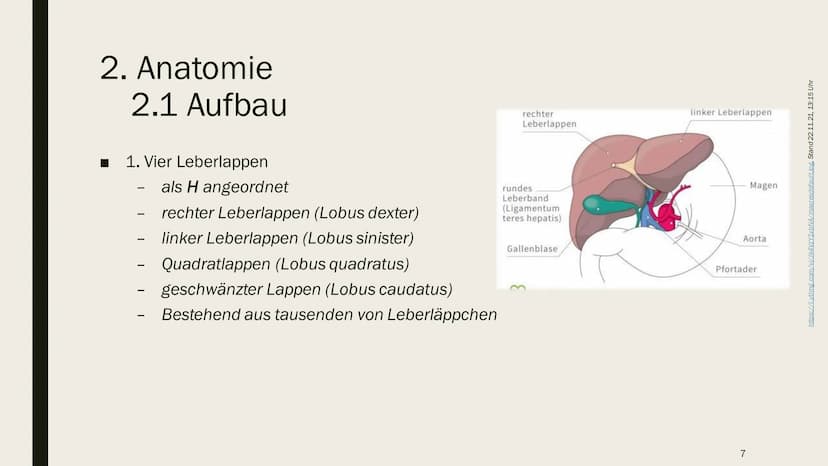 DIE LEBER Gliederung
1.
Übersicht
2. Anatomie
2.1 Aufbau
2.2 Lage
3. Leber und Blutkreislauf
4.
Hauptfunktionen
4.1 Synthese
4.2 Stoffwechse