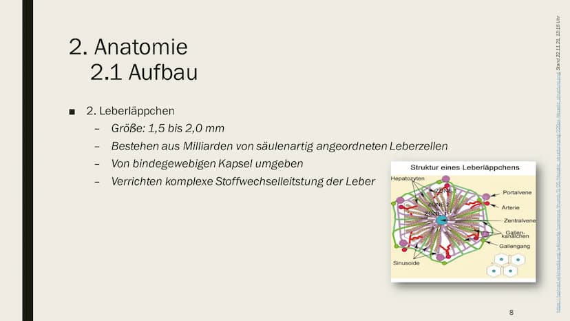 DIE LEBER Gliederung
1.
Übersicht
2. Anatomie
2.1 Aufbau
2.2 Lage
3. Leber und Blutkreislauf
4.
Hauptfunktionen
4.1 Synthese
4.2 Stoffwechse