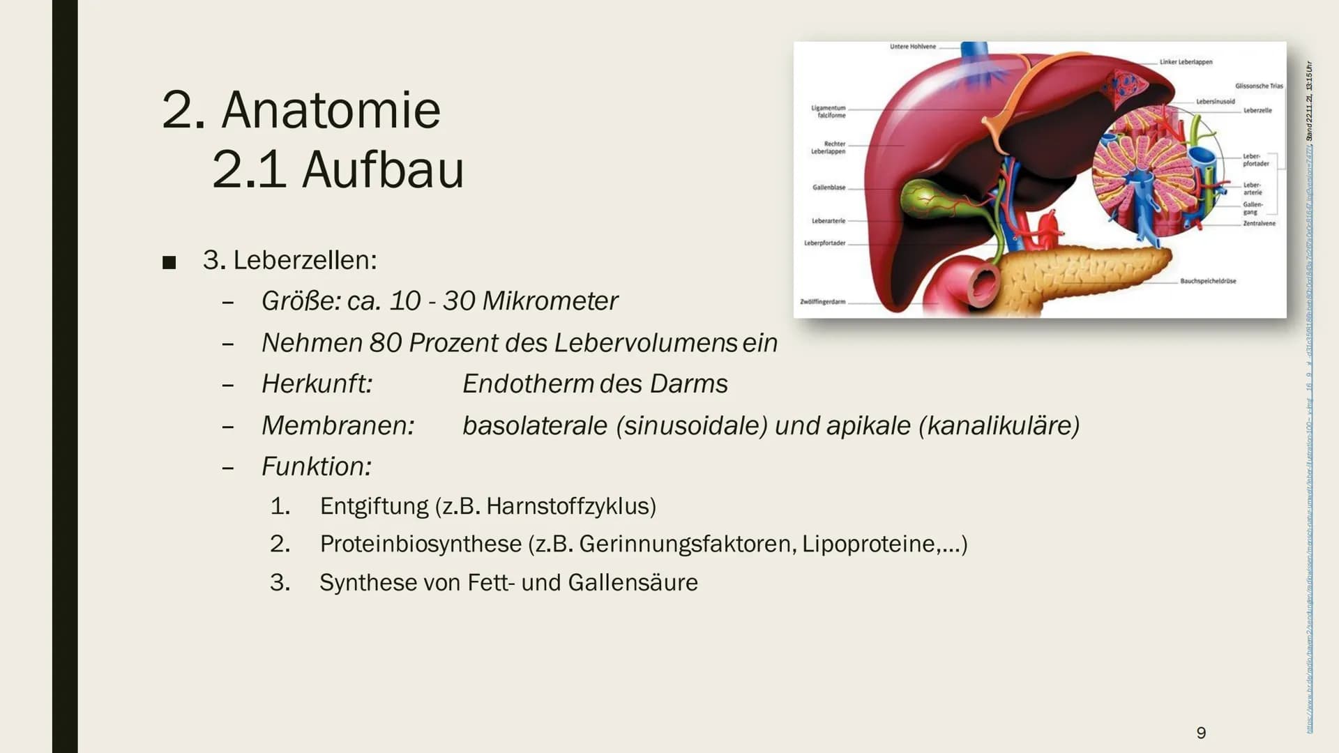 DIE LEBER Gliederung
1.
Übersicht
2. Anatomie
2.1 Aufbau
2.2 Lage
3. Leber und Blutkreislauf
4.
Hauptfunktionen
4.1 Synthese
4.2 Stoffwechse