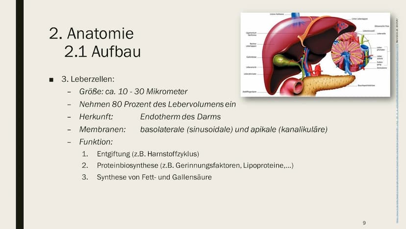 DIE LEBER Gliederung
1.
Übersicht
2. Anatomie
2.1 Aufbau
2.2 Lage
3. Leber und Blutkreislauf
4.
Hauptfunktionen
4.1 Synthese
4.2 Stoffwechse