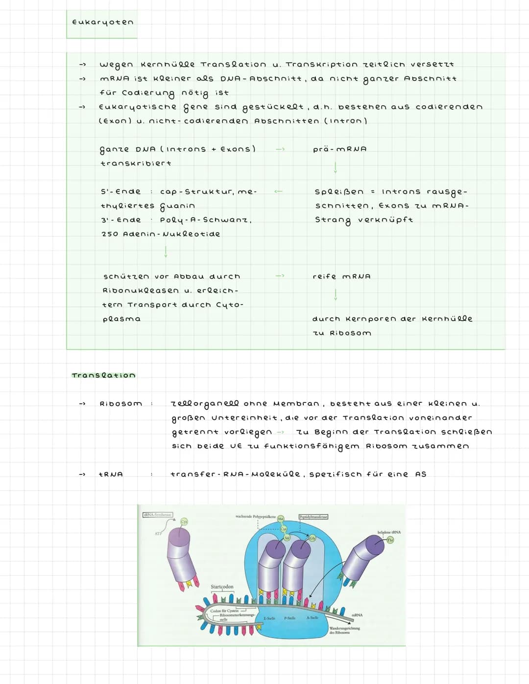 ^)
2)
Aufbau der DNA
->
->
->
->
Nukleotid
Phosphat-
rest, Zucker (Desoxyribo-
se), Base
3'- Ende = 3. C Atom der
Pentose trägt keine.
Phosp