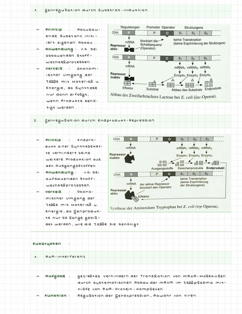 ^)
2)
Aufbau der DNA
->
->
->
->
Nukleotid
Phosphat-
rest, Zucker (Desoxyribo-
se), Base
3'- Ende = 3. C Atom der
Pentose trägt keine.
Phosp