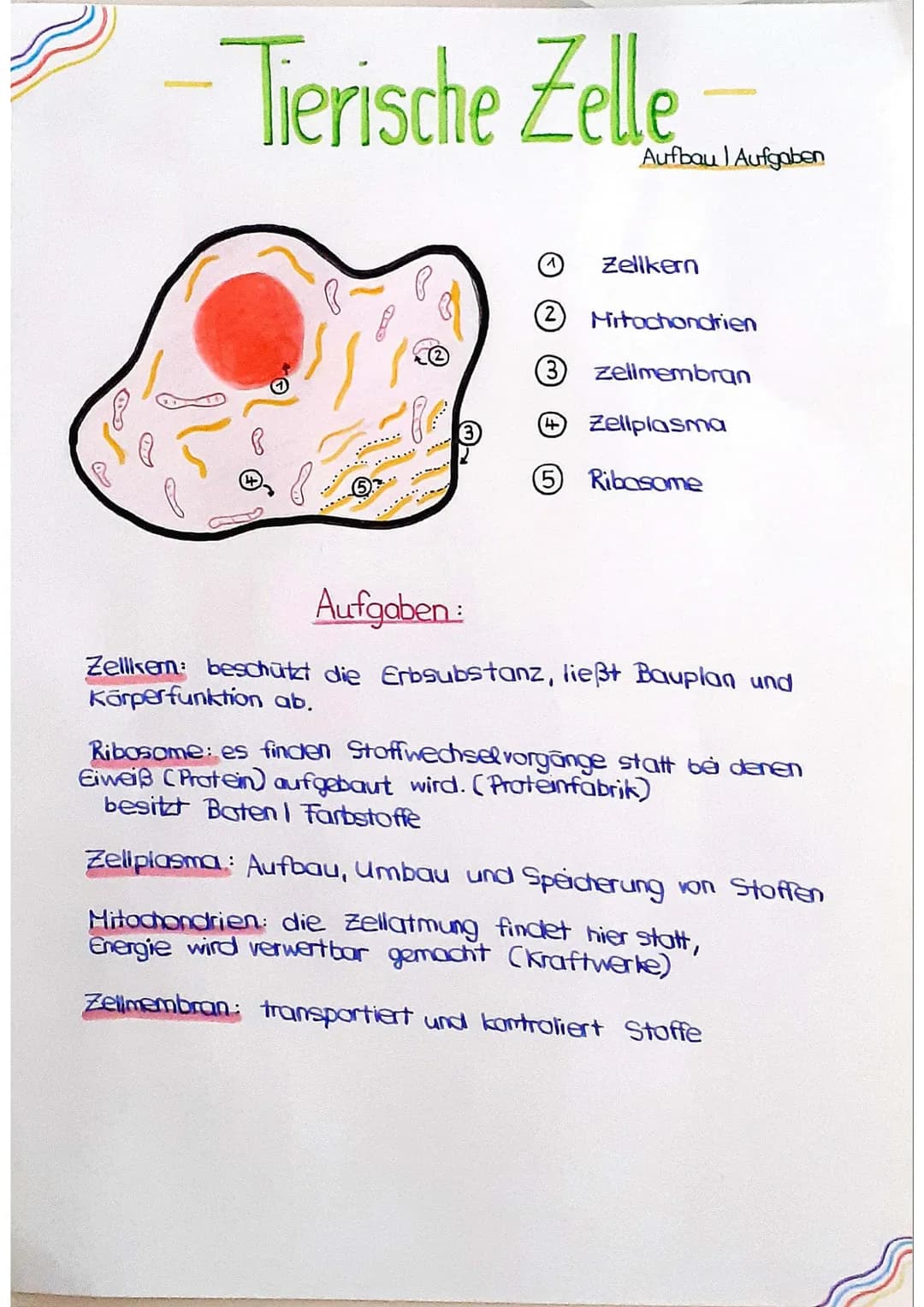 - Tierische Zelle
B
15
.......
AD
fe
.....
****
Aufbau Aufgaben
Zellkern
2 Mitochondrien
(3 zellmembran
Zellplasma
(5) Ribasome
Aufgaben:
Ze