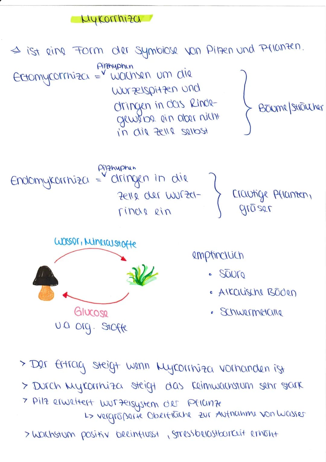 My Korrhiza
1 ist eine Form der symbiose von Pilzen und Pflanzen.
Pilzhyphen
Ectomycorrhiza
Endomykorrhiza
=
wachsen um die
worzelspitzen un