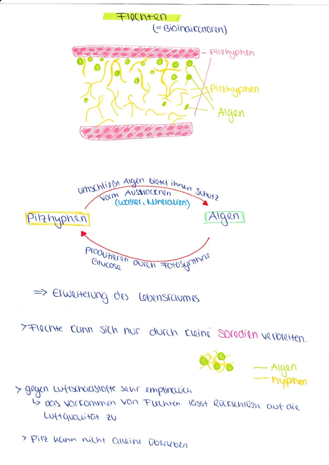 My Korrhiza
1 ist eine Form der symbiose von Pilzen und Pflanzen.
Pilzhyphen
Ectomycorrhiza
Endomykorrhiza
=
wachsen um die
worzelspitzen un