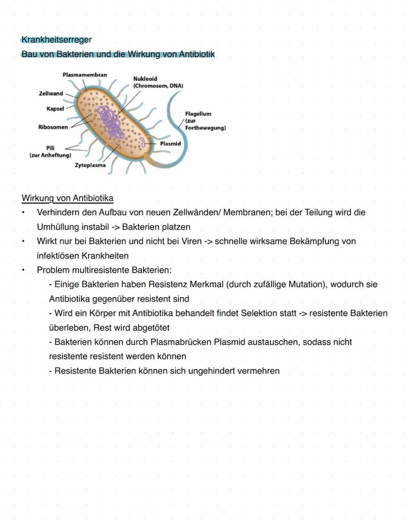 Immunbiologie
Grundlagen des Immunsystems
= Teilbereich der Biologie, der sich mit biologischen und biochemischen Grundlagen der
körperliche