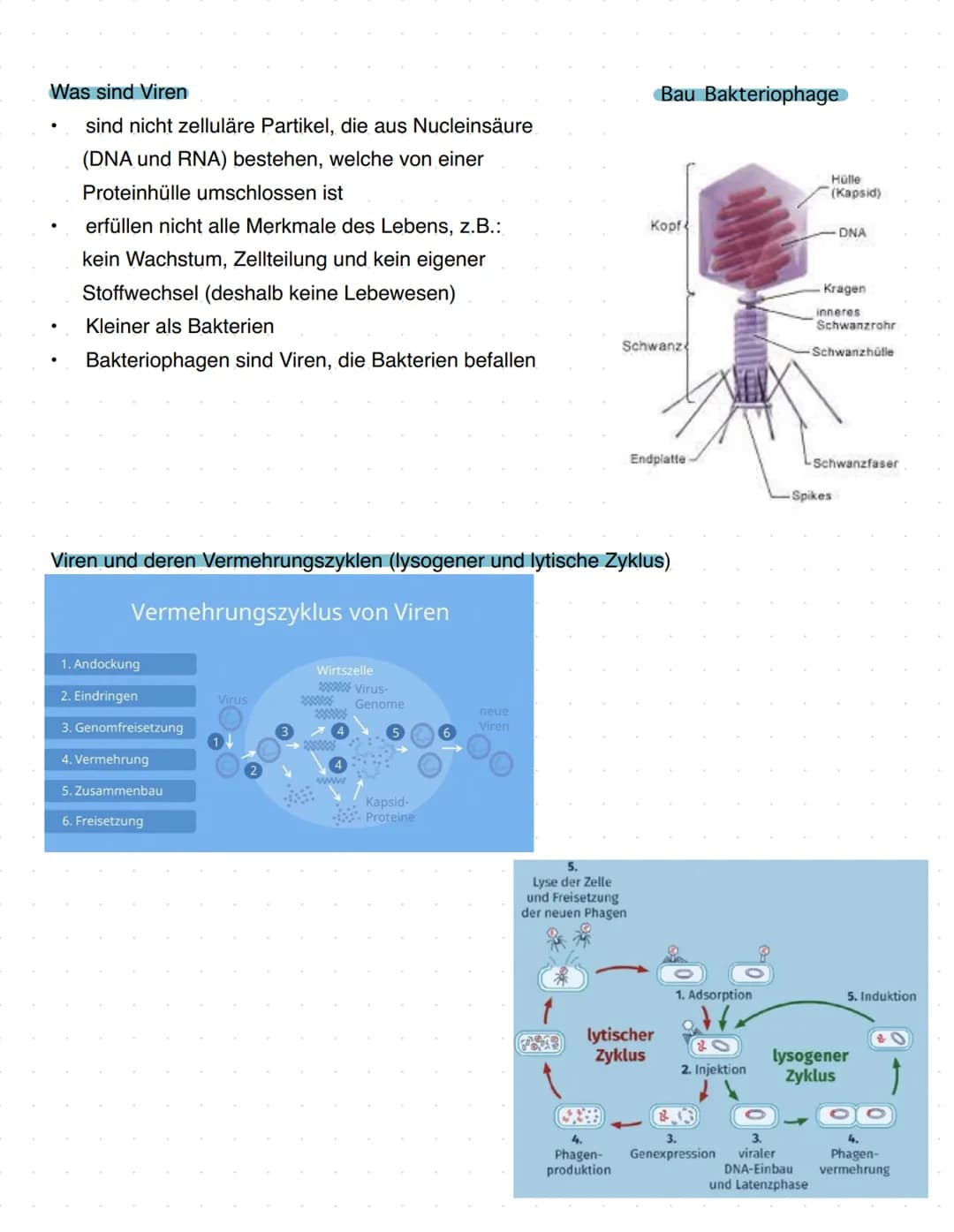 Immunbiologie
Grundlagen des Immunsystems
= Teilbereich der Biologie, der sich mit biologischen und biochemischen Grundlagen der
körperliche