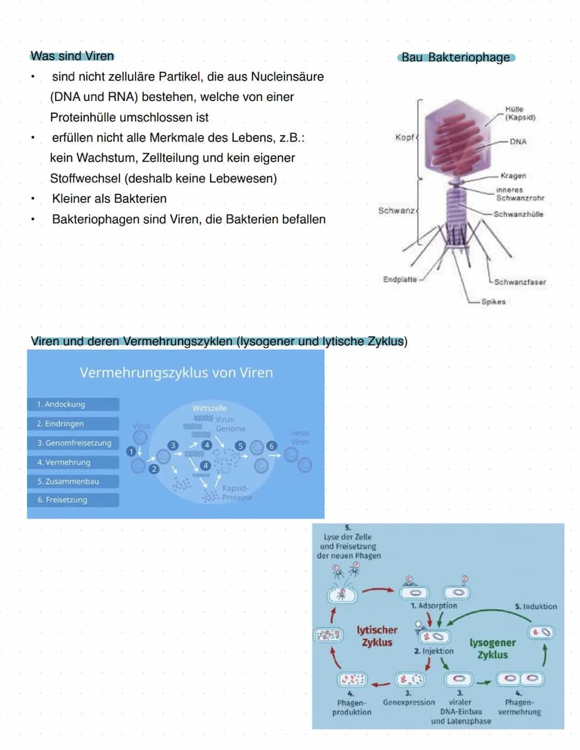 Immunbiologie
Grundlagen des Immunsystems
= Teilbereich der Biologie, der sich mit biologischen und biochemischen Grundlagen der
körperliche