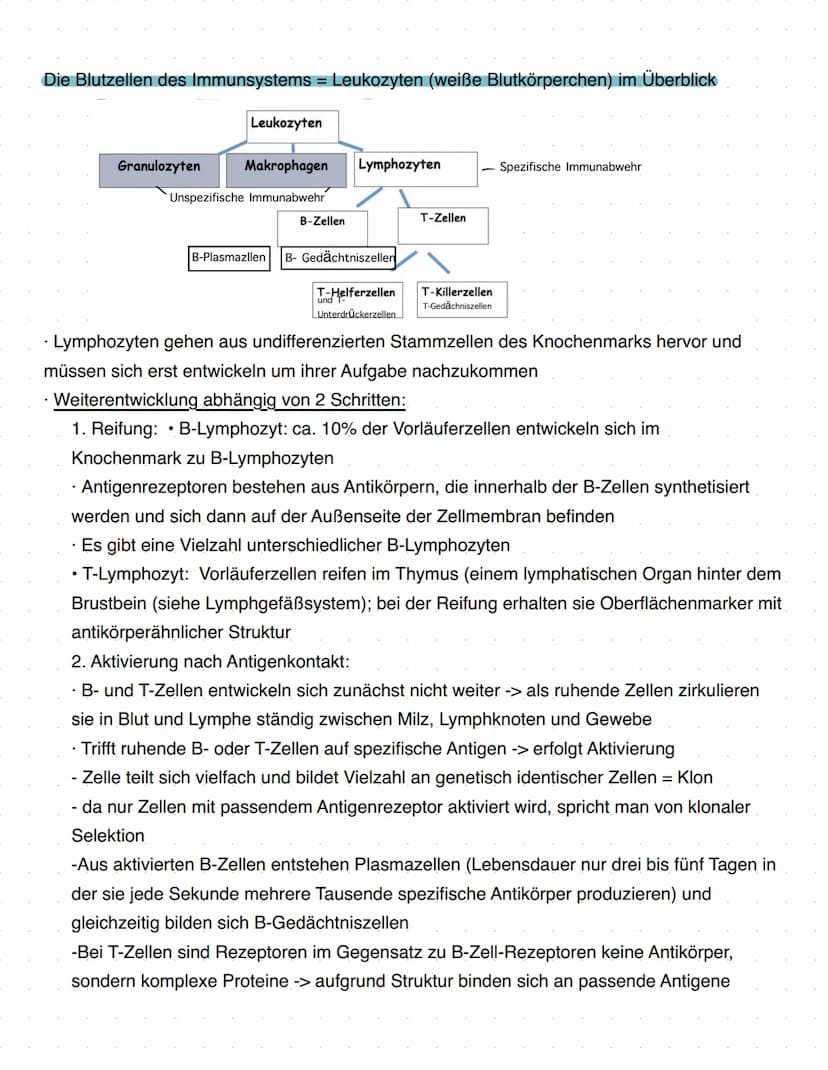 Immunbiologie
Grundlagen des Immunsystems
= Teilbereich der Biologie, der sich mit biologischen und biochemischen Grundlagen der
körperliche