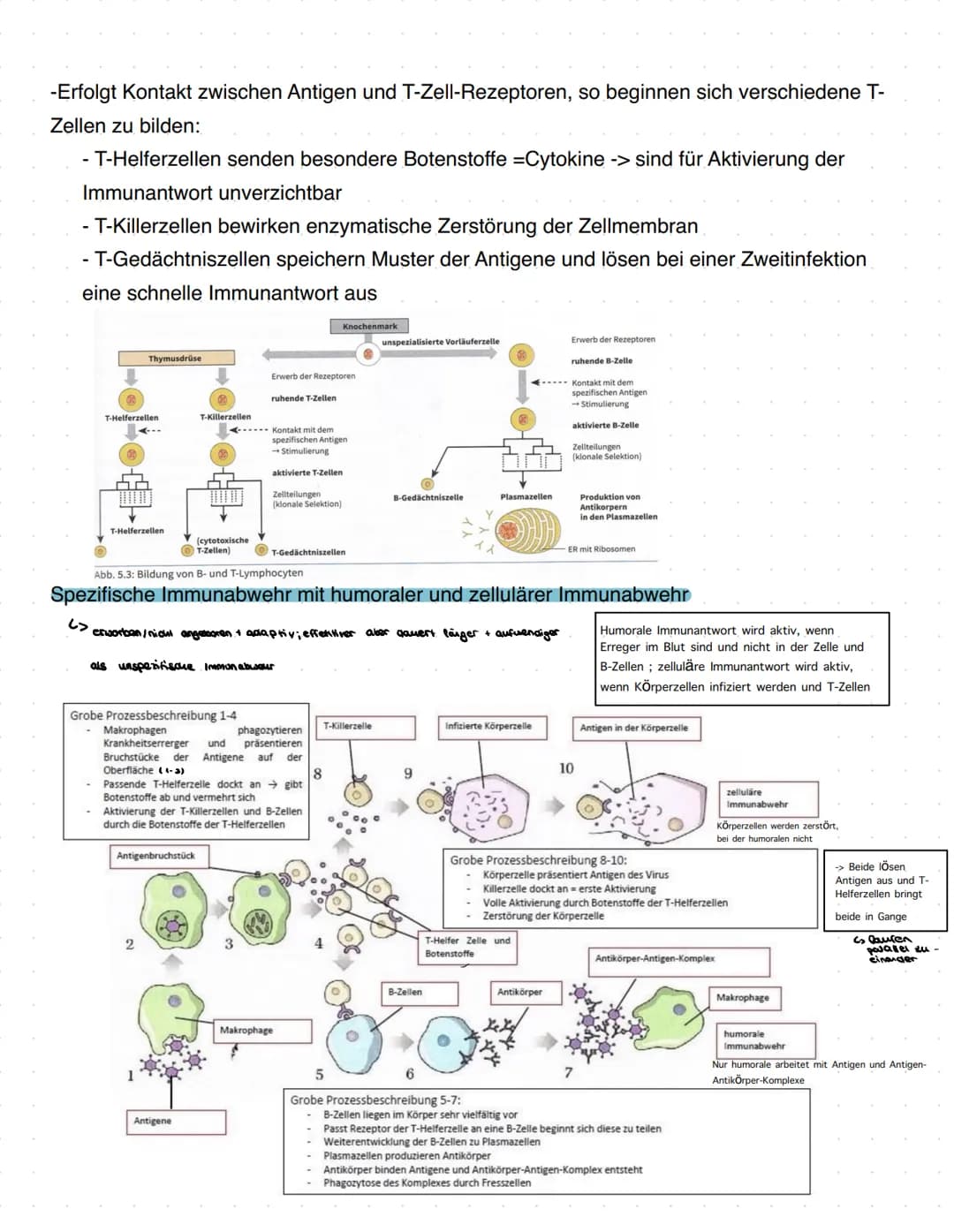 Immunbiologie
Grundlagen des Immunsystems
= Teilbereich der Biologie, der sich mit biologischen und biochemischen Grundlagen der
körperliche