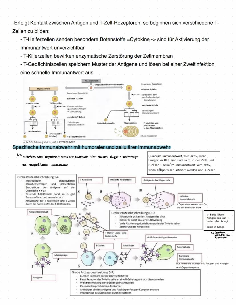 Immunbiologie
Grundlagen des Immunsystems
= Teilbereich der Biologie, der sich mit biologischen und biochemischen Grundlagen der
körperliche