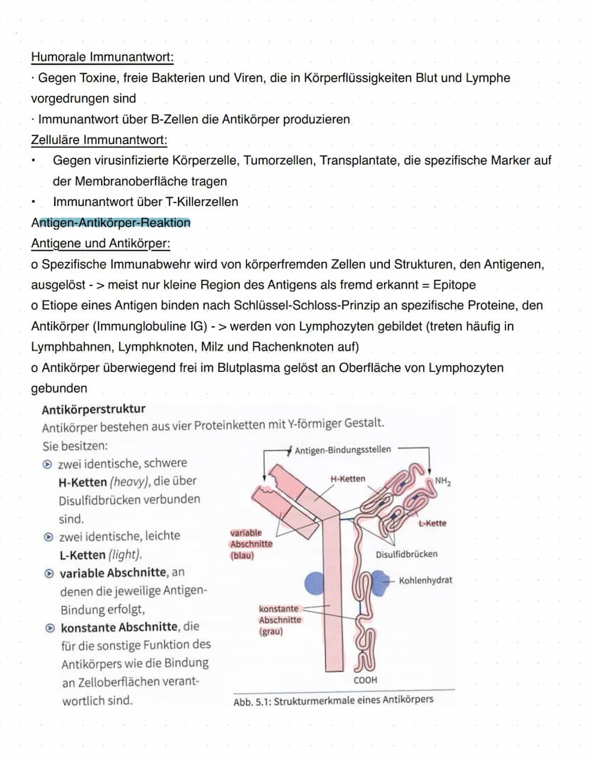 Immunbiologie
Grundlagen des Immunsystems
= Teilbereich der Biologie, der sich mit biologischen und biochemischen Grundlagen der
körperliche