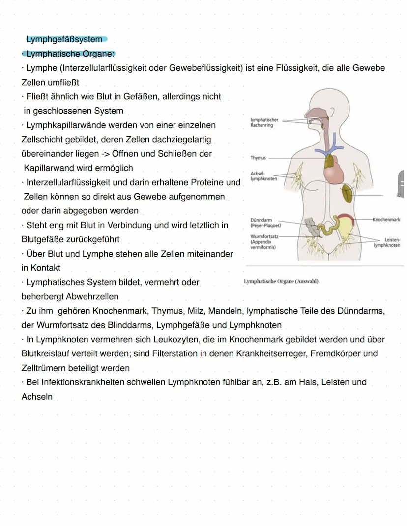Immunbiologie
Grundlagen des Immunsystems
= Teilbereich der Biologie, der sich mit biologischen und biochemischen Grundlagen der
körperliche