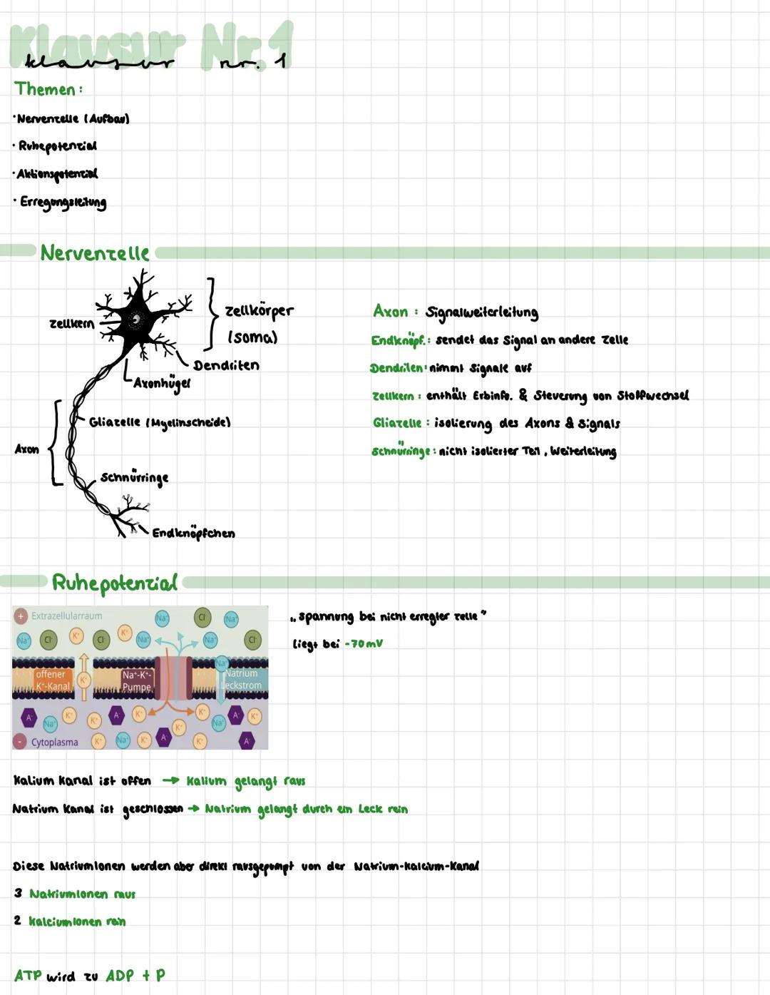 Mavour No. 1
Themen:
Nervenzelle (Aufbau)
• Ruhepotenzial
•Aktionspotential
•Erregungsleitung
Axon
Nerventelle
Zellkern
offener
Kt-Kanal
-Ax