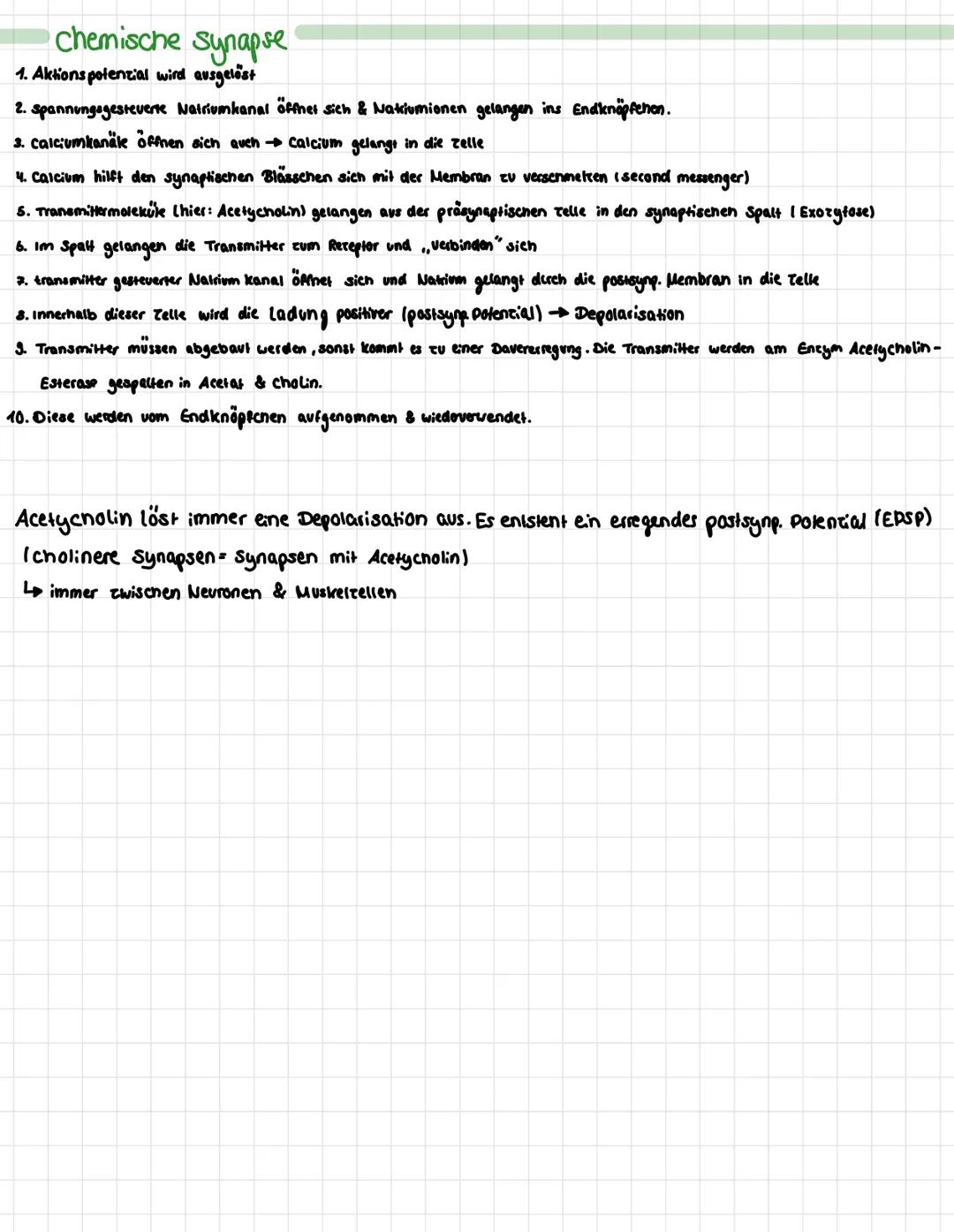 Mavour No. 1
Themen:
Nervenzelle (Aufbau)
• Ruhepotenzial
•Aktionspotential
•Erregungsleitung
Axon
Nerventelle
Zellkern
offener
Kt-Kanal
-Ax