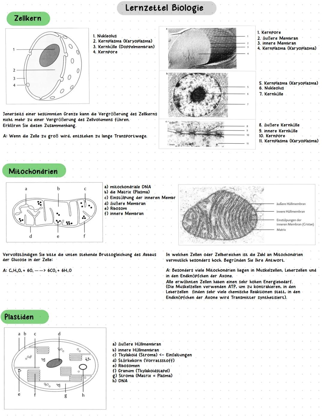 Zellkern
4
Mitochondrien
Jenerseits einer bestimmten Grenze kann die Vergrößerung des Zellkerns
nicht mehr zu einer Vergrößerung des Zellvol