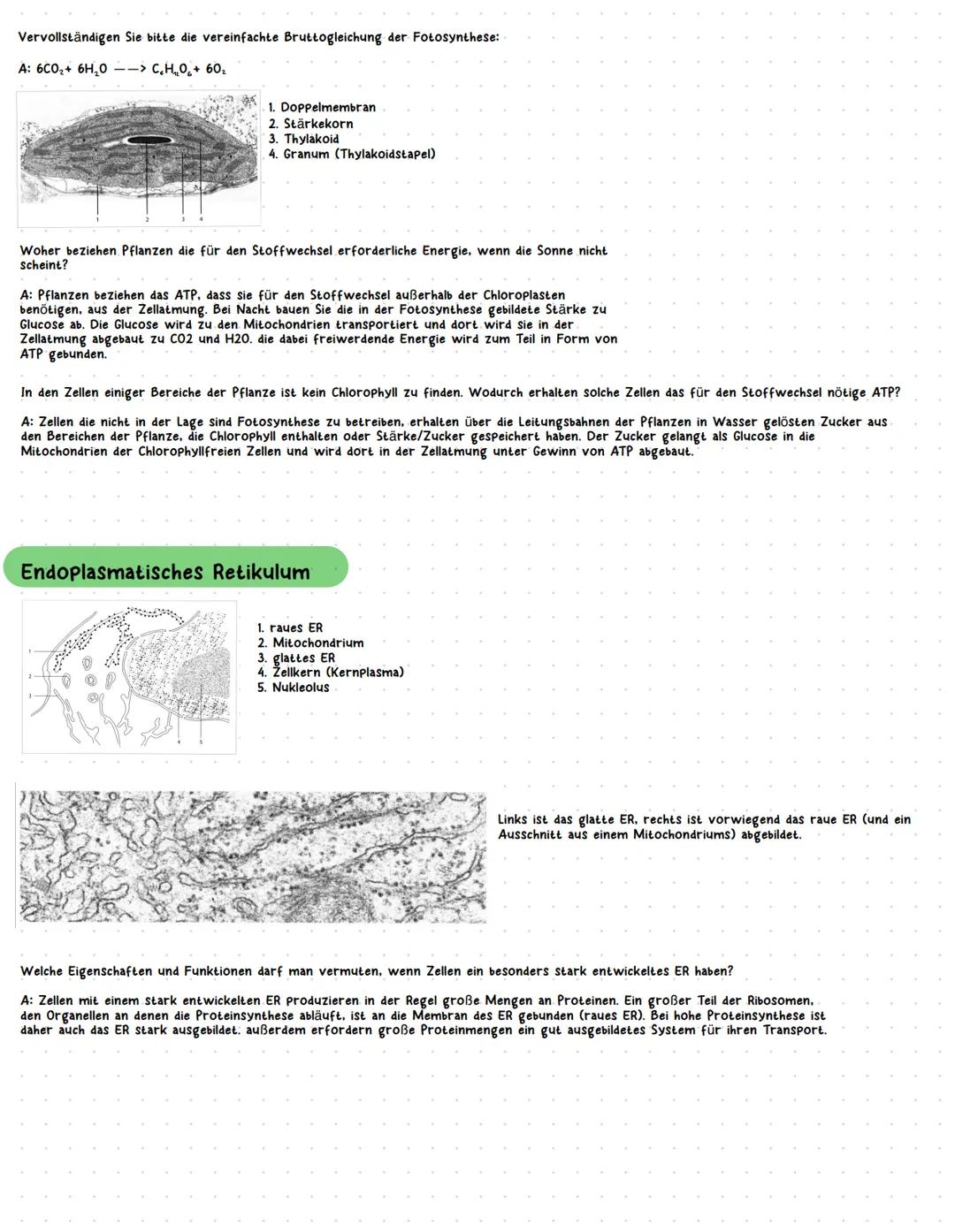 Zellkern
4
Mitochondrien
Jenerseits einer bestimmten Grenze kann die Vergrößerung des Zellkerns
nicht mehr zu einer Vergrößerung des Zellvol