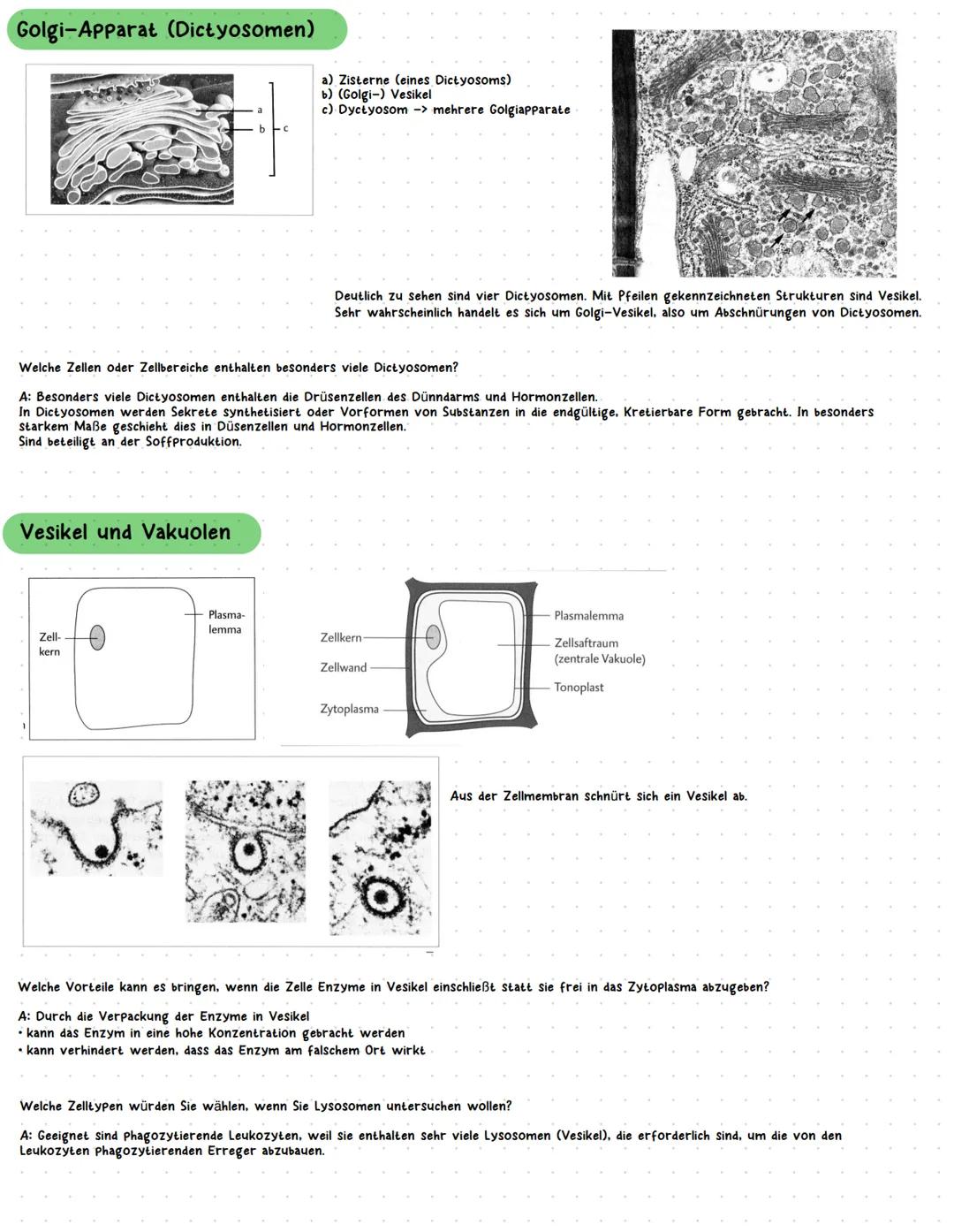 Zellkern
4
Mitochondrien
Jenerseits einer bestimmten Grenze kann die Vergrößerung des Zellkerns
nicht mehr zu einer Vergrößerung des Zellvol