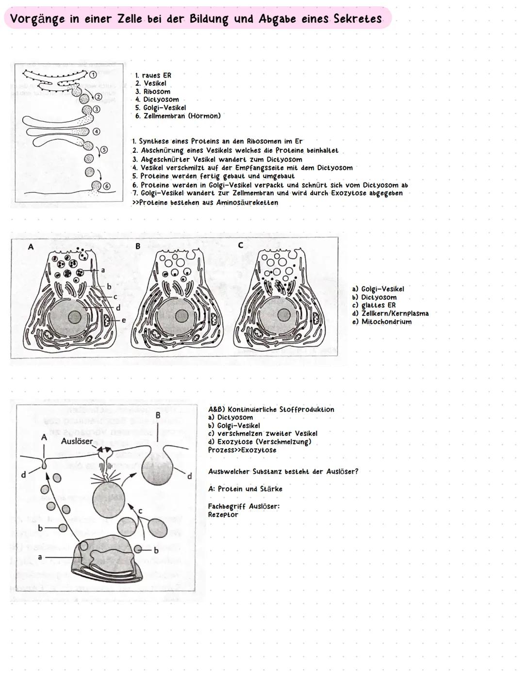 Zellkern
4
Mitochondrien
Jenerseits einer bestimmten Grenze kann die Vergrößerung des Zellkerns
nicht mehr zu einer Vergrößerung des Zellvol