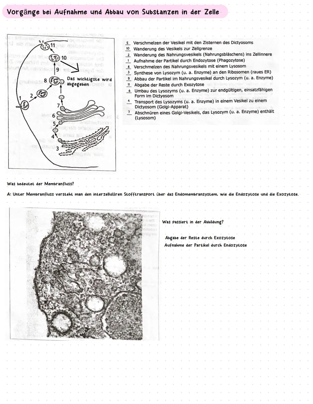 Zellkern
4
Mitochondrien
Jenerseits einer bestimmten Grenze kann die Vergrößerung des Zellkerns
nicht mehr zu einer Vergrößerung des Zellvol