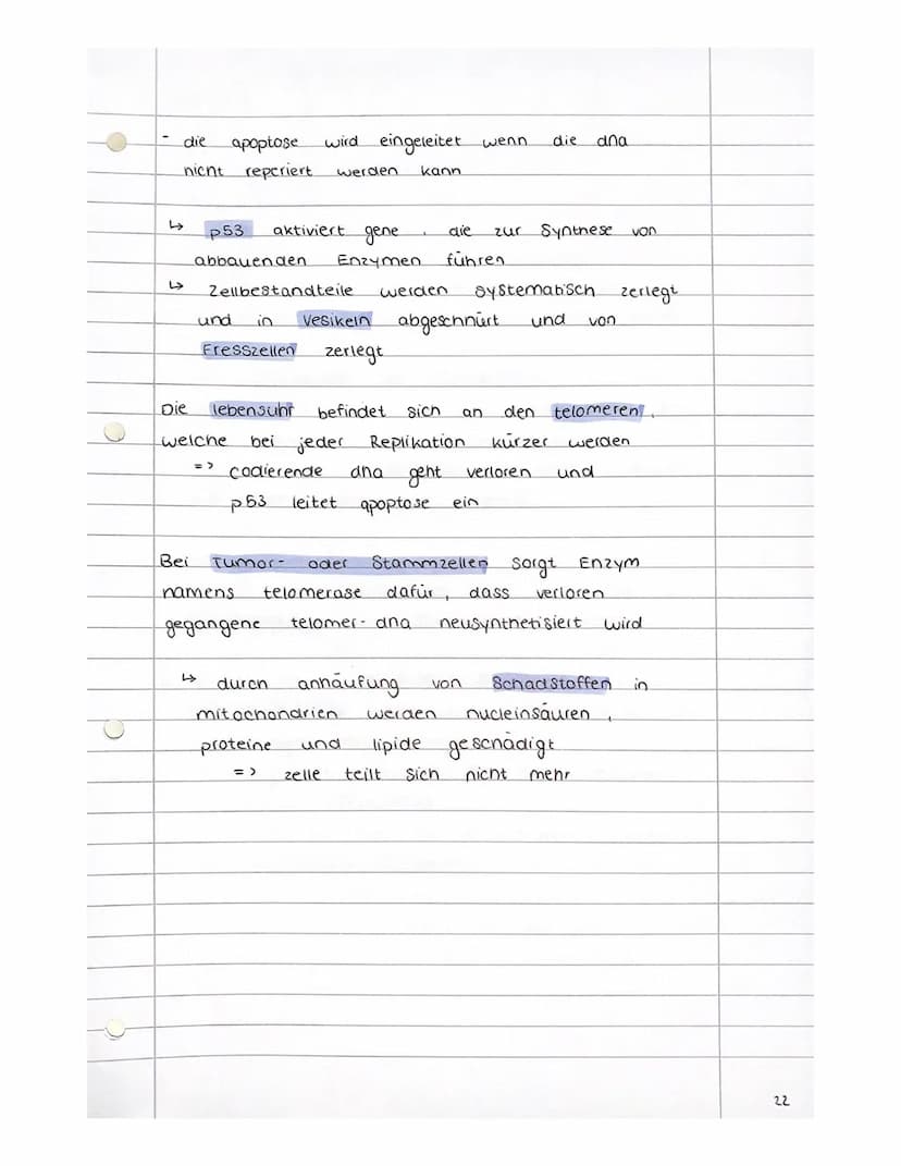 alina reperatur
fotoreaktivierung
erfolgt durch ana fotaiyasen welche die Thymin-
dimer wieder trennt
enzyme
werden durch.
postreplikationsr
