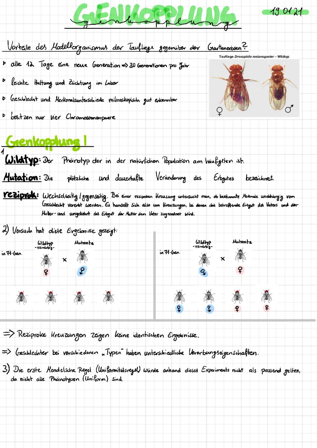 Genkopplung bei Drosophila einfach erklärt – Augenfarbe, Kreuzungsschema und mehr