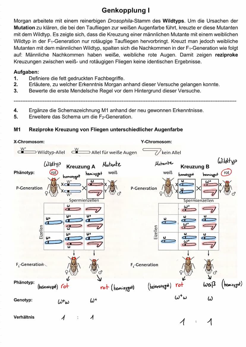 GENKOPPLUNG
Vorteile des Modell organismus der Taufliege gegenüber der Gartenerbsen?
alle 12 Tage eine neue Generation => 30 Generationen pr