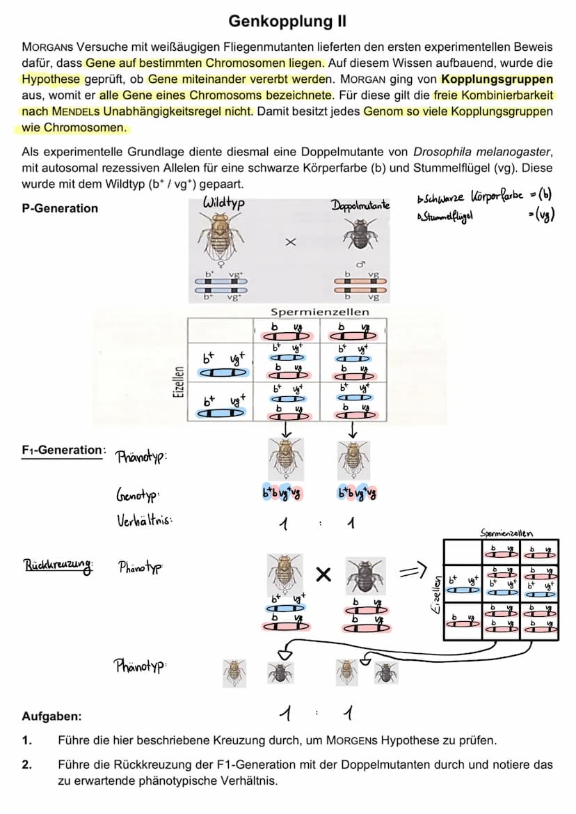 GENKOPPLUNG
Vorteile des Modell organismus der Taufliege gegenüber der Gartenerbsen?
alle 12 Tage eine neue Generation => 30 Generationen pr