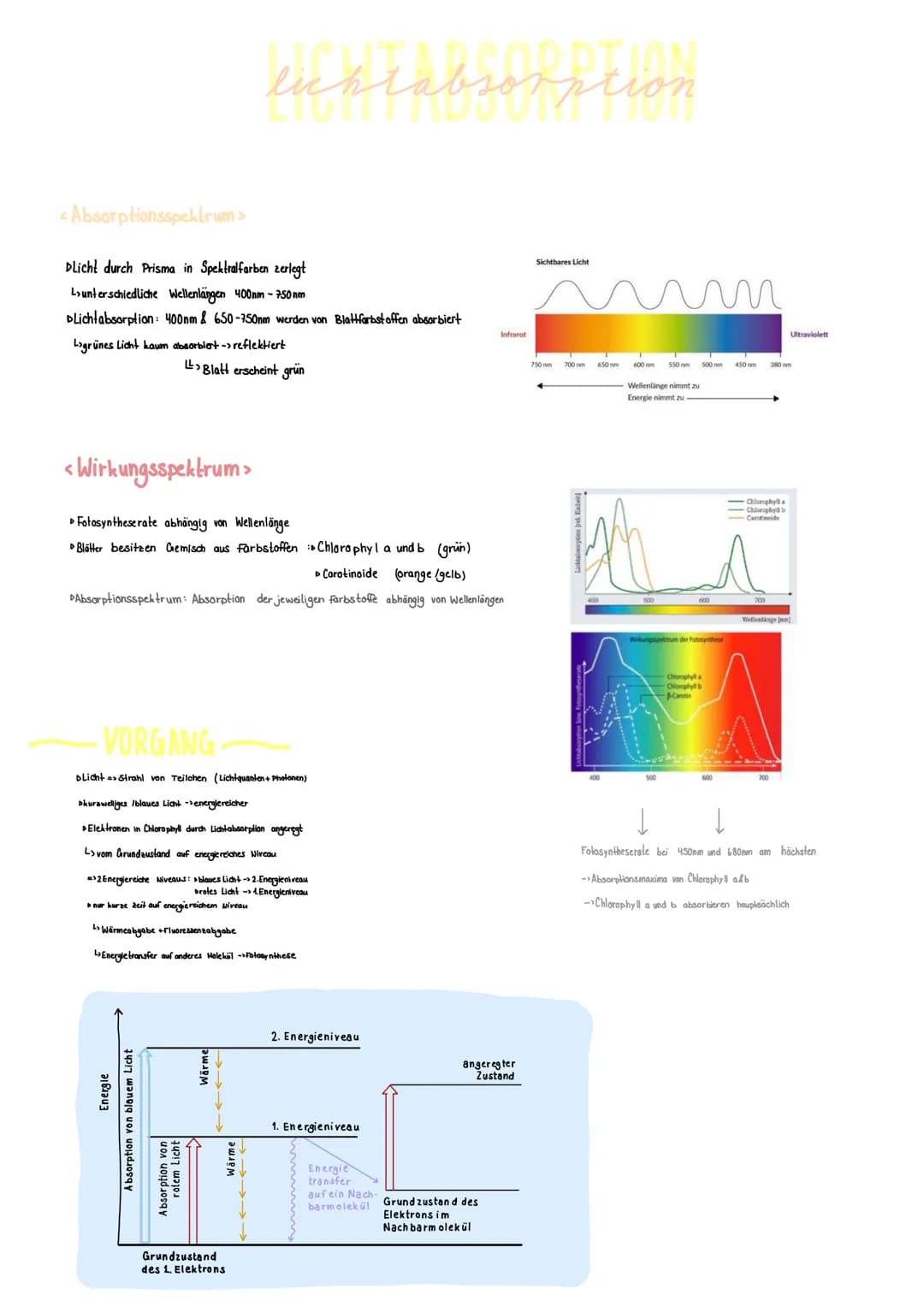<Absorptionsspektrum >
DLicht durch Prisma in Spektralfarben zerlegt
Lunterschiedliche Wellenlängen 400nm - 750 nm
DLichtabsorption: 400nm &