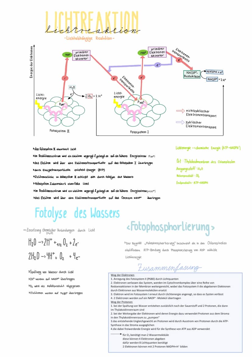 <Absorptionsspektrum >
DLicht durch Prisma in Spektralfarben zerlegt
Lunterschiedliche Wellenlängen 400nm - 750 nm
DLichtabsorption: 400nm &
