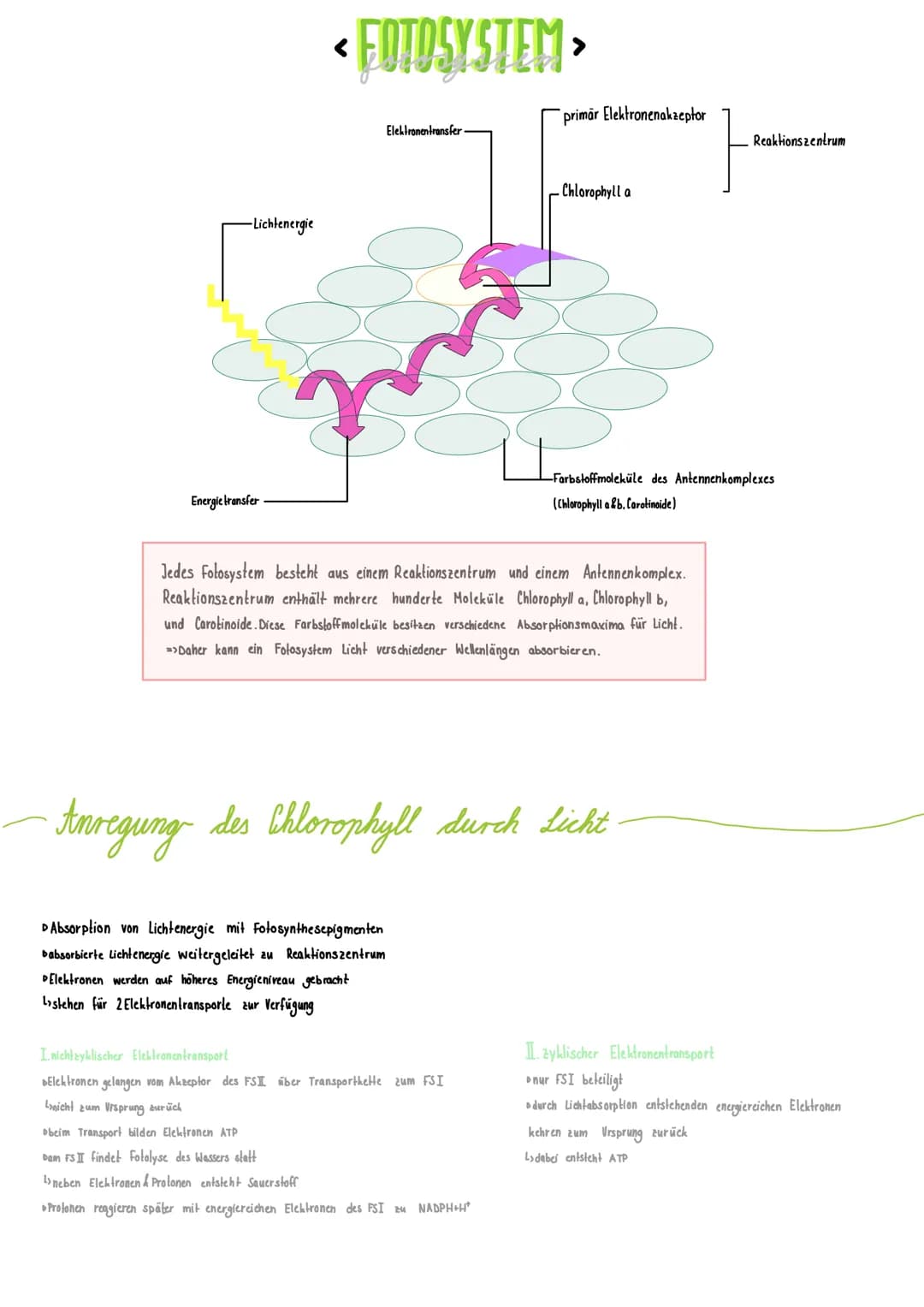 <Absorptionsspektrum >
DLicht durch Prisma in Spektralfarben zerlegt
Lunterschiedliche Wellenlängen 400nm - 750 nm
DLichtabsorption: 400nm &