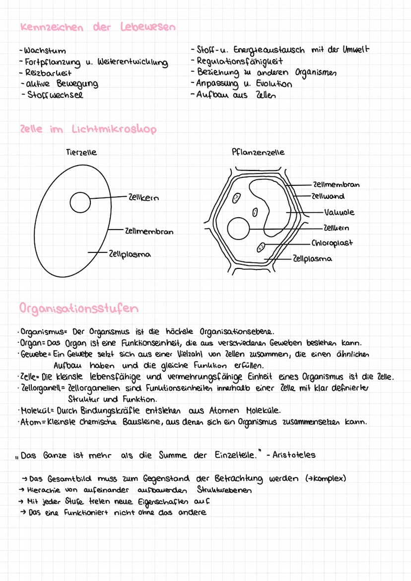 Basiskonzepte der Biologie
Stoff- u. Energieumwandlung
Lebewesen sind offene Systeme; sie sind gebunden an Stoff- und Energieumwandlung
- Bs