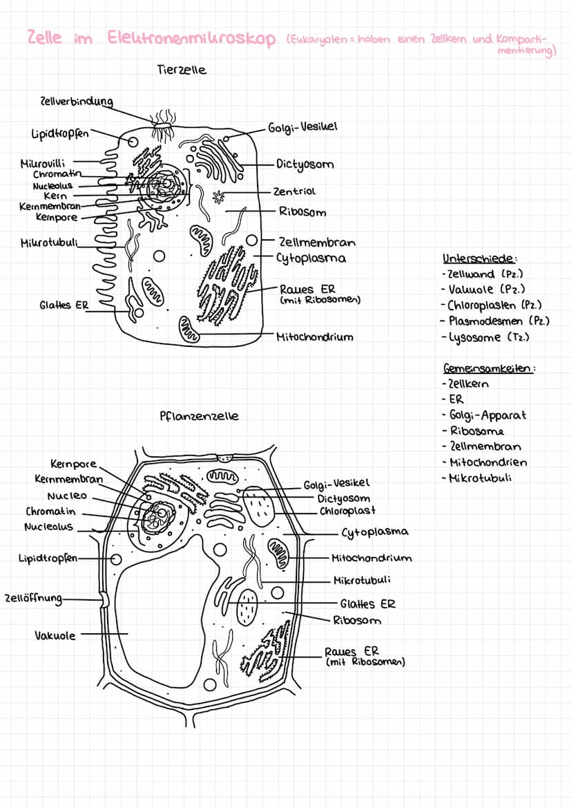 Basiskonzepte der Biologie
Stoff- u. Energieumwandlung
Lebewesen sind offene Systeme; sie sind gebunden an Stoff- und Energieumwandlung
- Bs