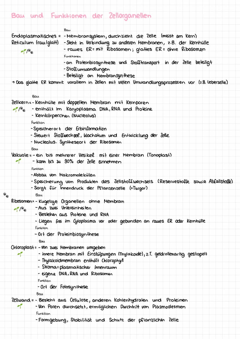 Basiskonzepte der Biologie
Stoff- u. Energieumwandlung
Lebewesen sind offene Systeme; sie sind gebunden an Stoff- und Energieumwandlung
- Bs