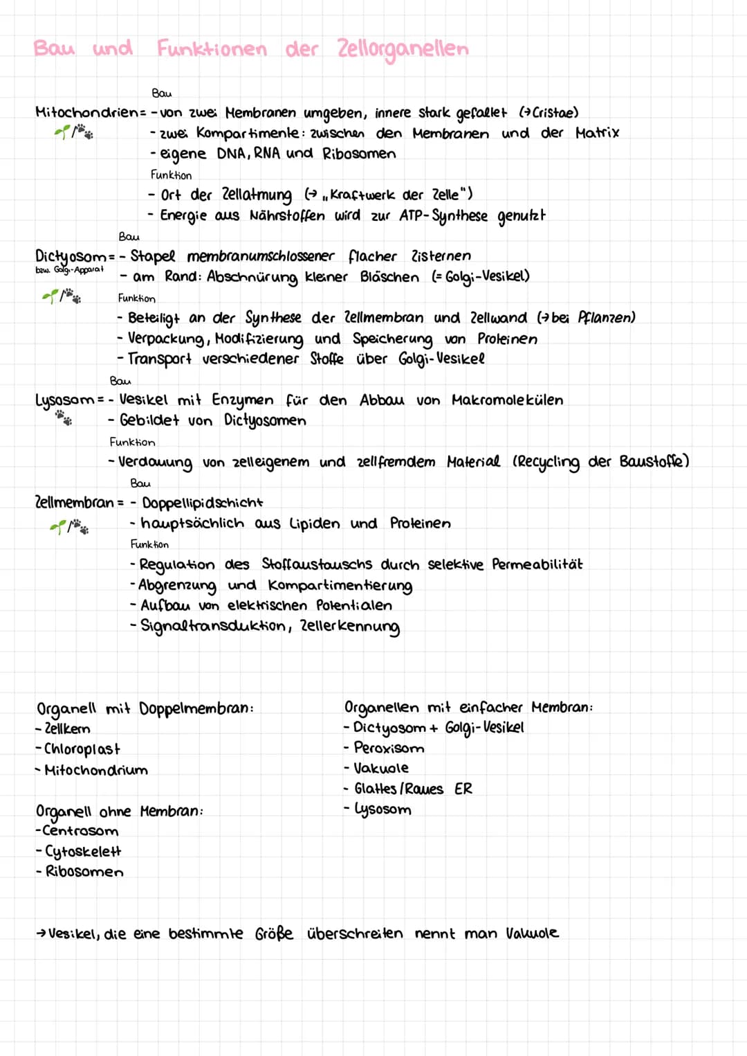 Basiskonzepte der Biologie
Stoff- u. Energieumwandlung
Lebewesen sind offene Systeme; sie sind gebunden an Stoff- und Energieumwandlung
- Bs