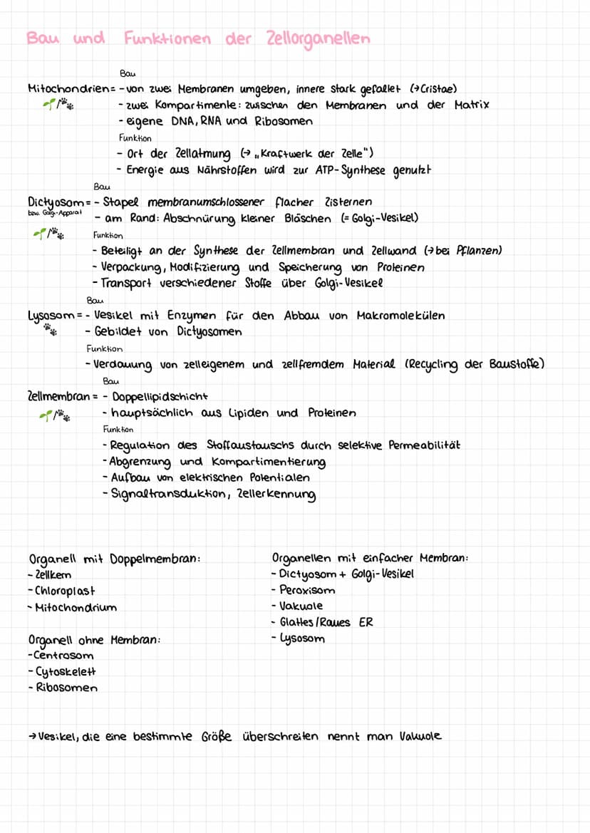 Basiskonzepte der Biologie
Stoff- u. Energieumwandlung
Lebewesen sind offene Systeme; sie sind gebunden an Stoff- und Energieumwandlung
- Bs