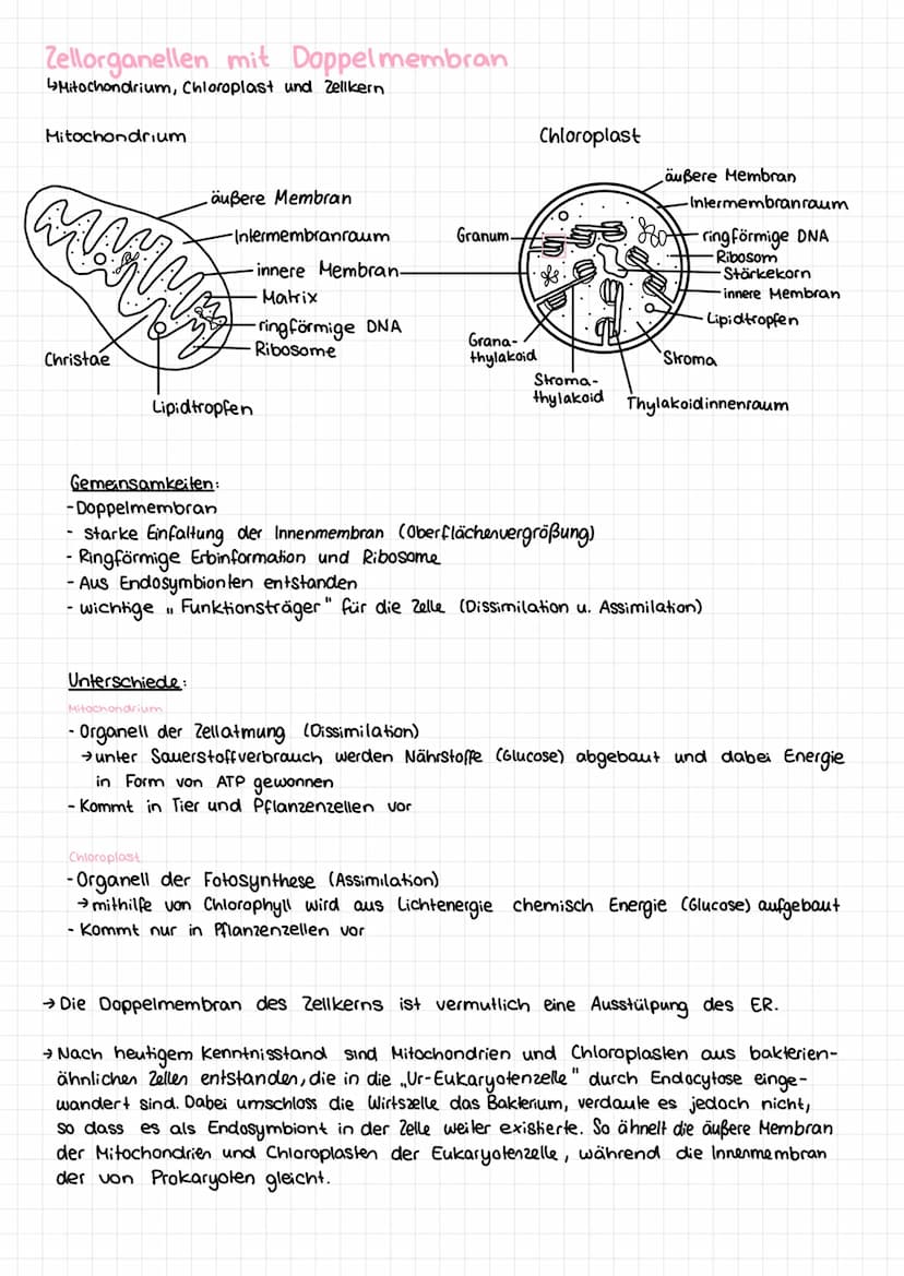 Basiskonzepte der Biologie
Stoff- u. Energieumwandlung
Lebewesen sind offene Systeme; sie sind gebunden an Stoff- und Energieumwandlung
- Bs