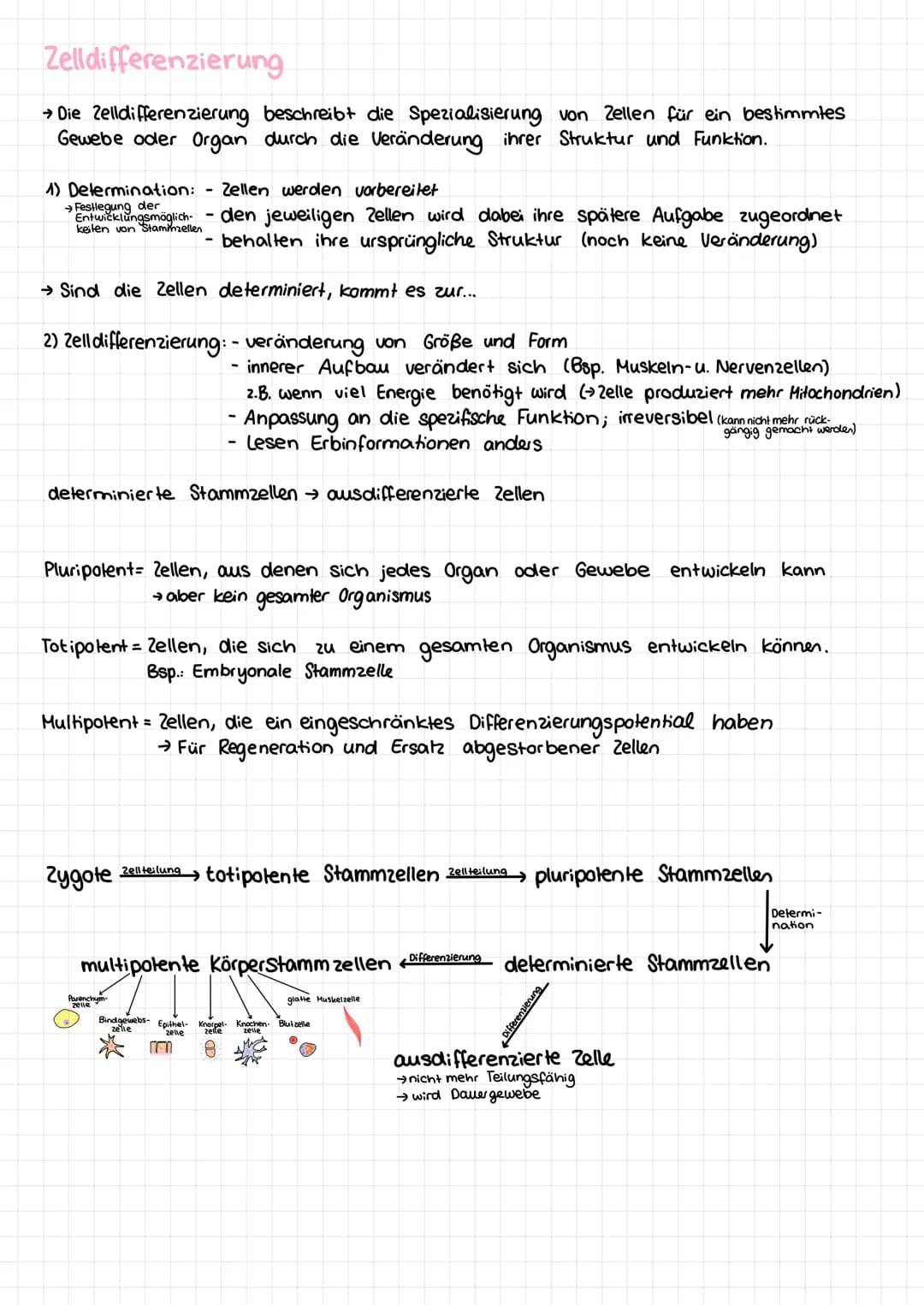 Basiskonzepte der Biologie
Stoff- u. Energieumwandlung
Lebewesen sind offene Systeme; sie sind gebunden an Stoff- und Energieumwandlung
- Bs
