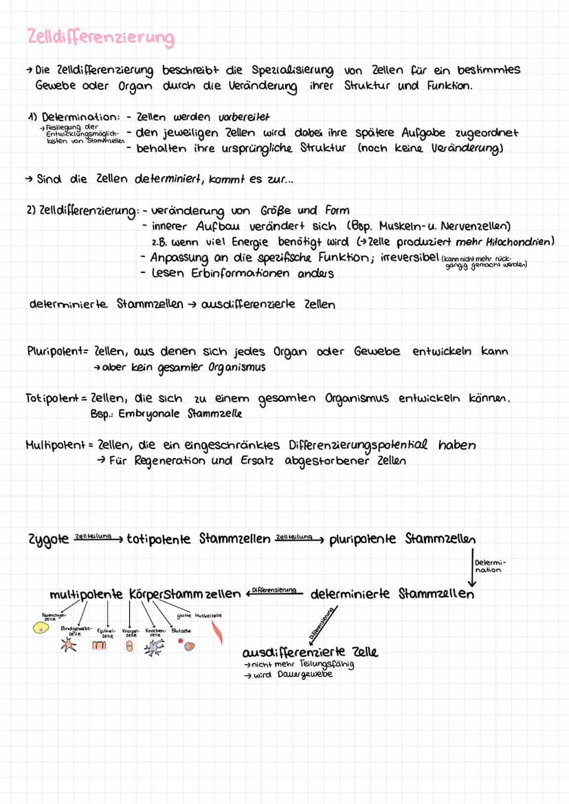 Basiskonzepte der Biologie
Stoff- u. Energieumwandlung
Lebewesen sind offene Systeme; sie sind gebunden an Stoff- und Energieumwandlung
- Bs